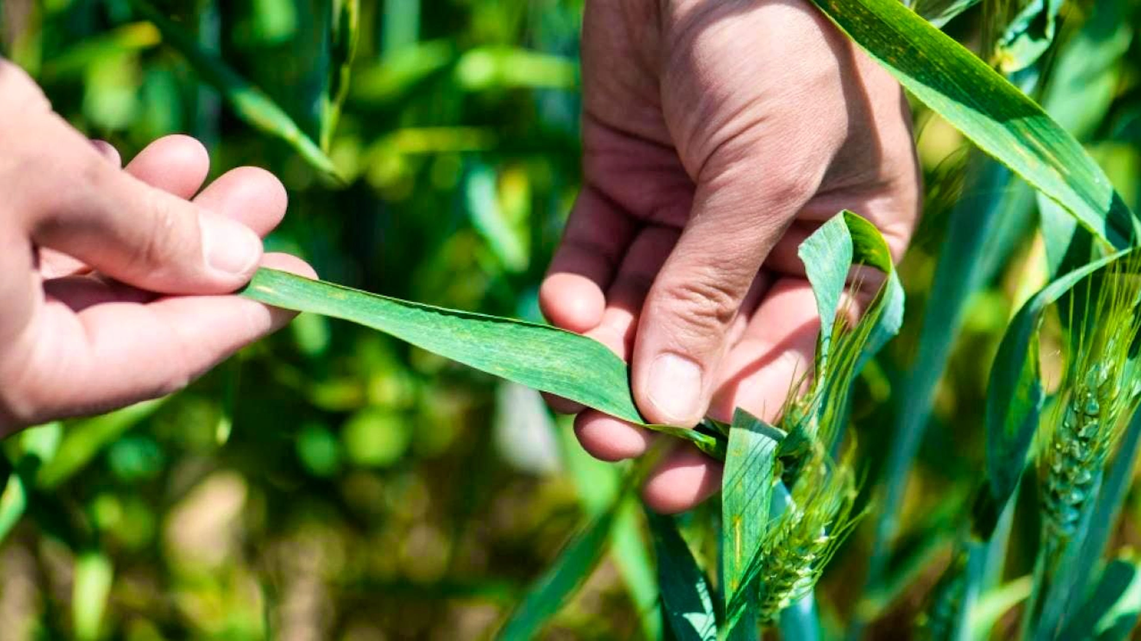 According to the University of Zurich, the cultivation of wheat is at risk from plant diseases such as the wheat powdery mildew fungus. (archive picture)