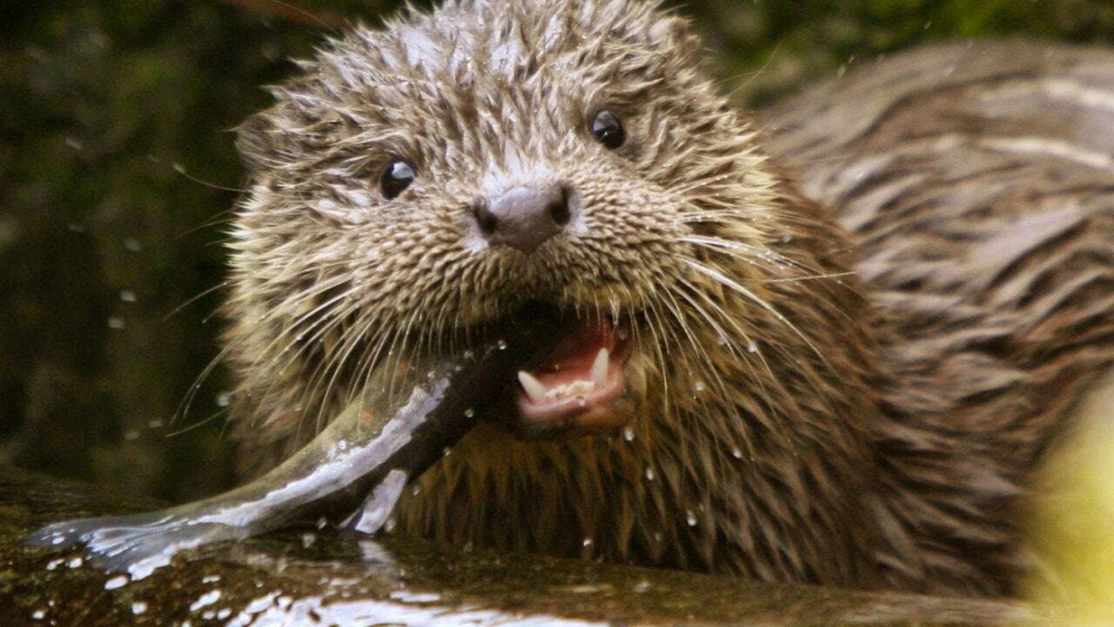 Una lontra e il suo pasto preferito.