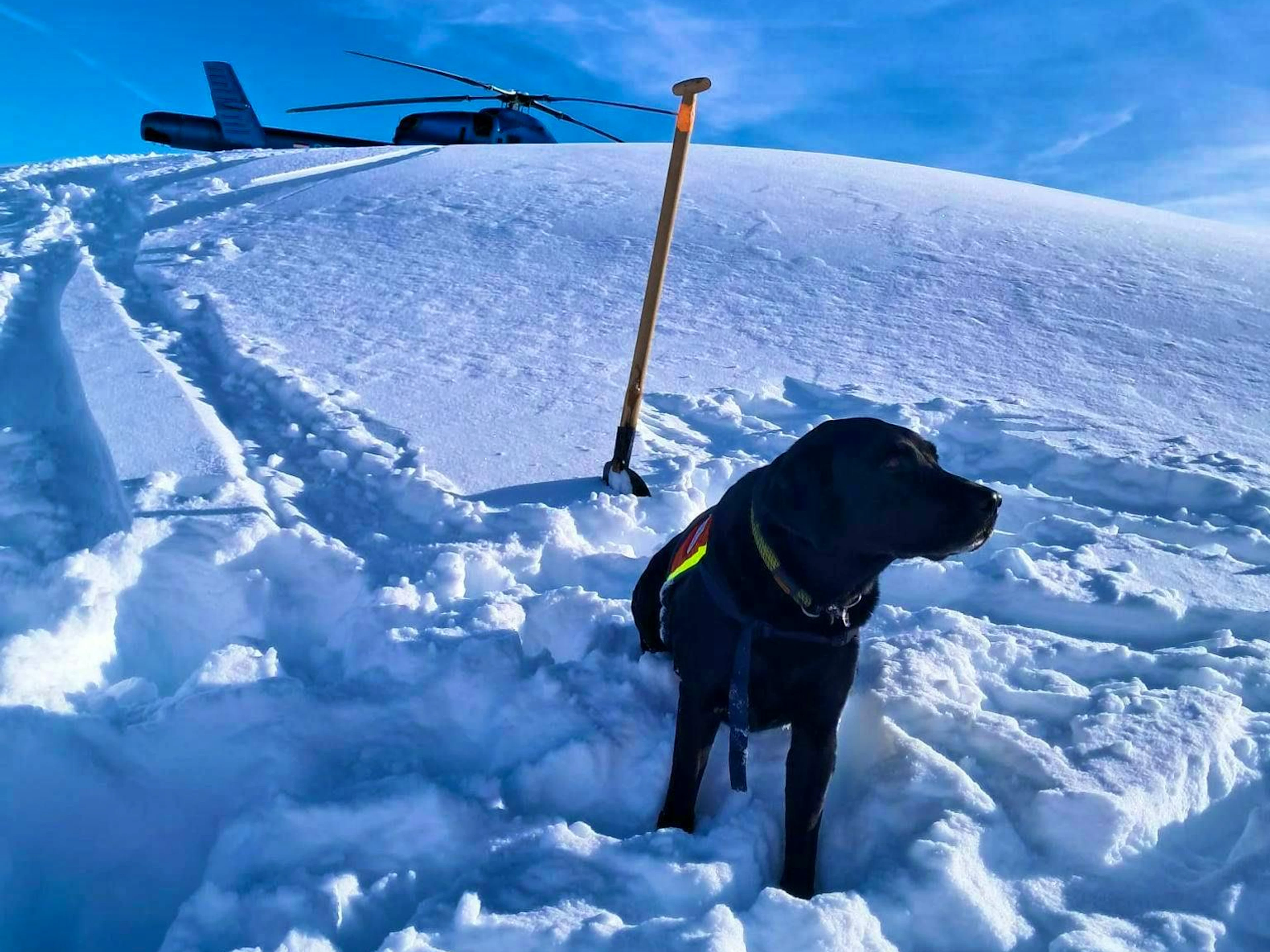 Also i cani da ricerca sono stati impiegati nelle operazioni di soccorso dopo la valanga al Finsterkopf.