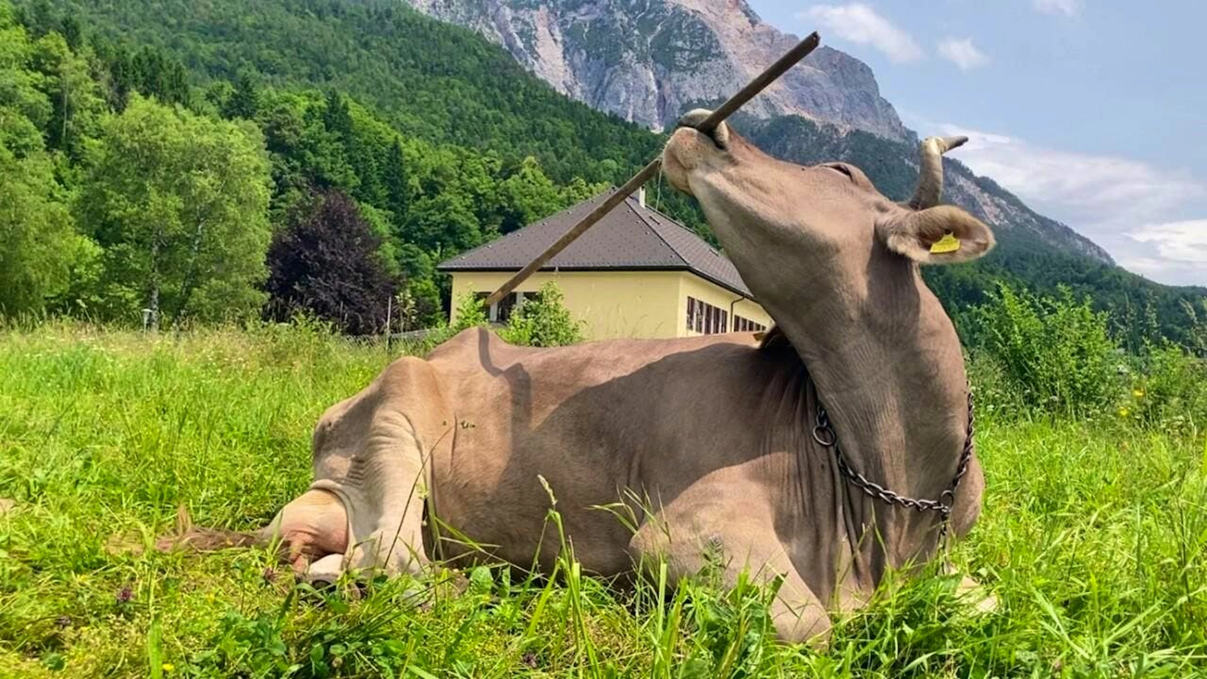 La mucca Veronika mette in mostra le sue doti tecniche.