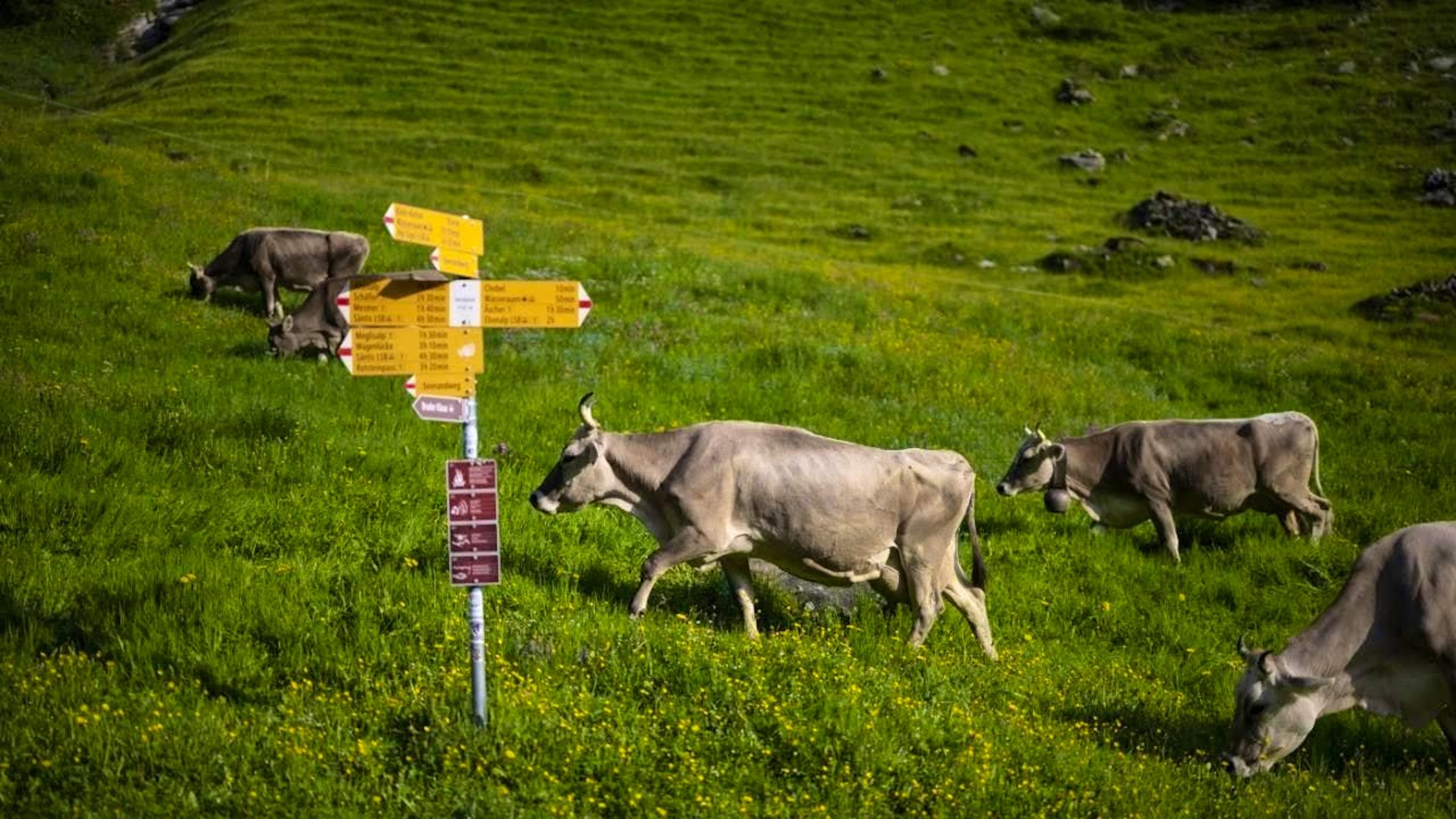 A yellow signpost with a white-red-white tip marked the Heidiweg in the Pizol region as a "mountain hiking trail". There was no signposting as a wheelchair path. (symbolic image)