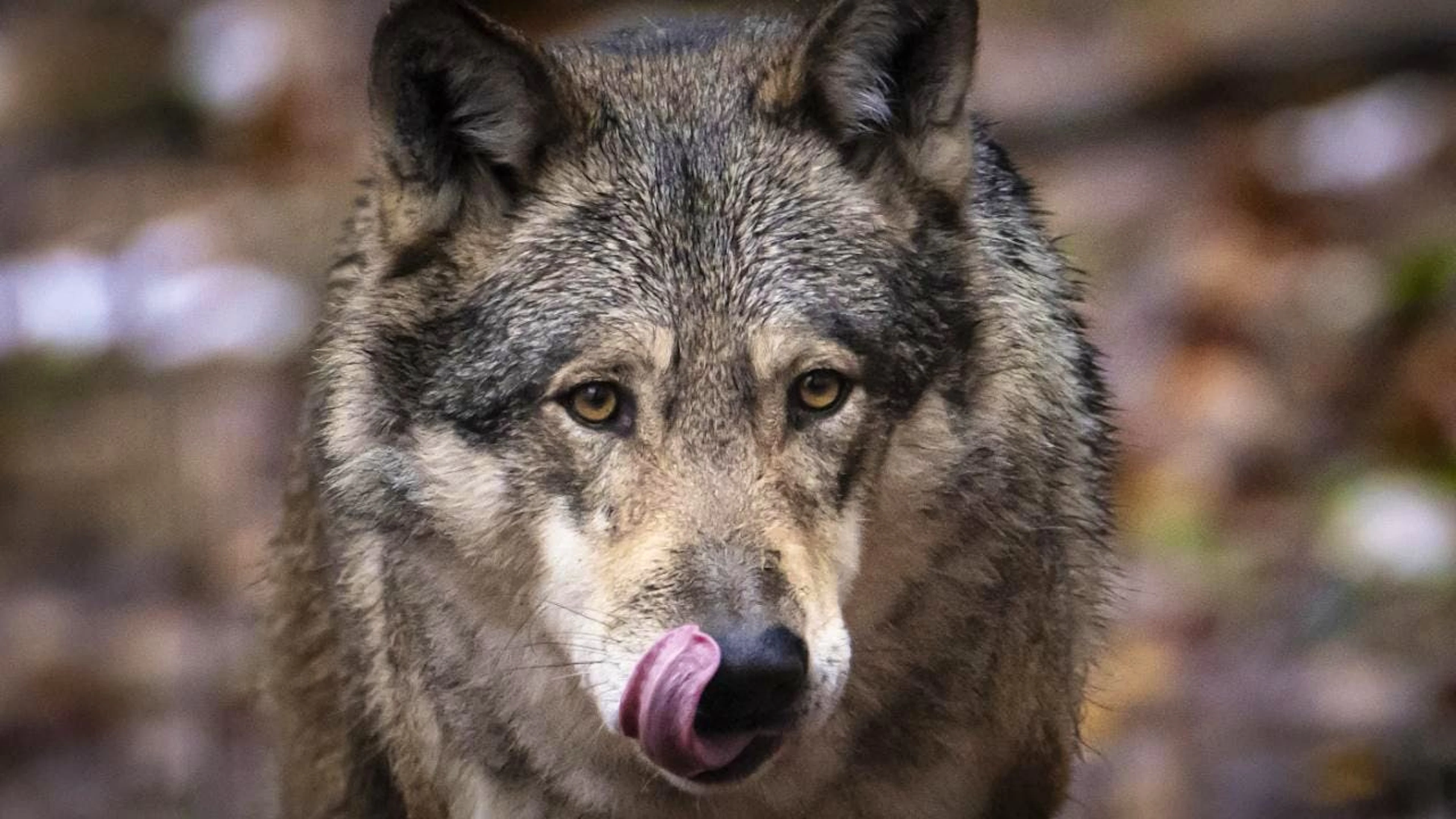 Un loup solitaire abattu près de Silenen