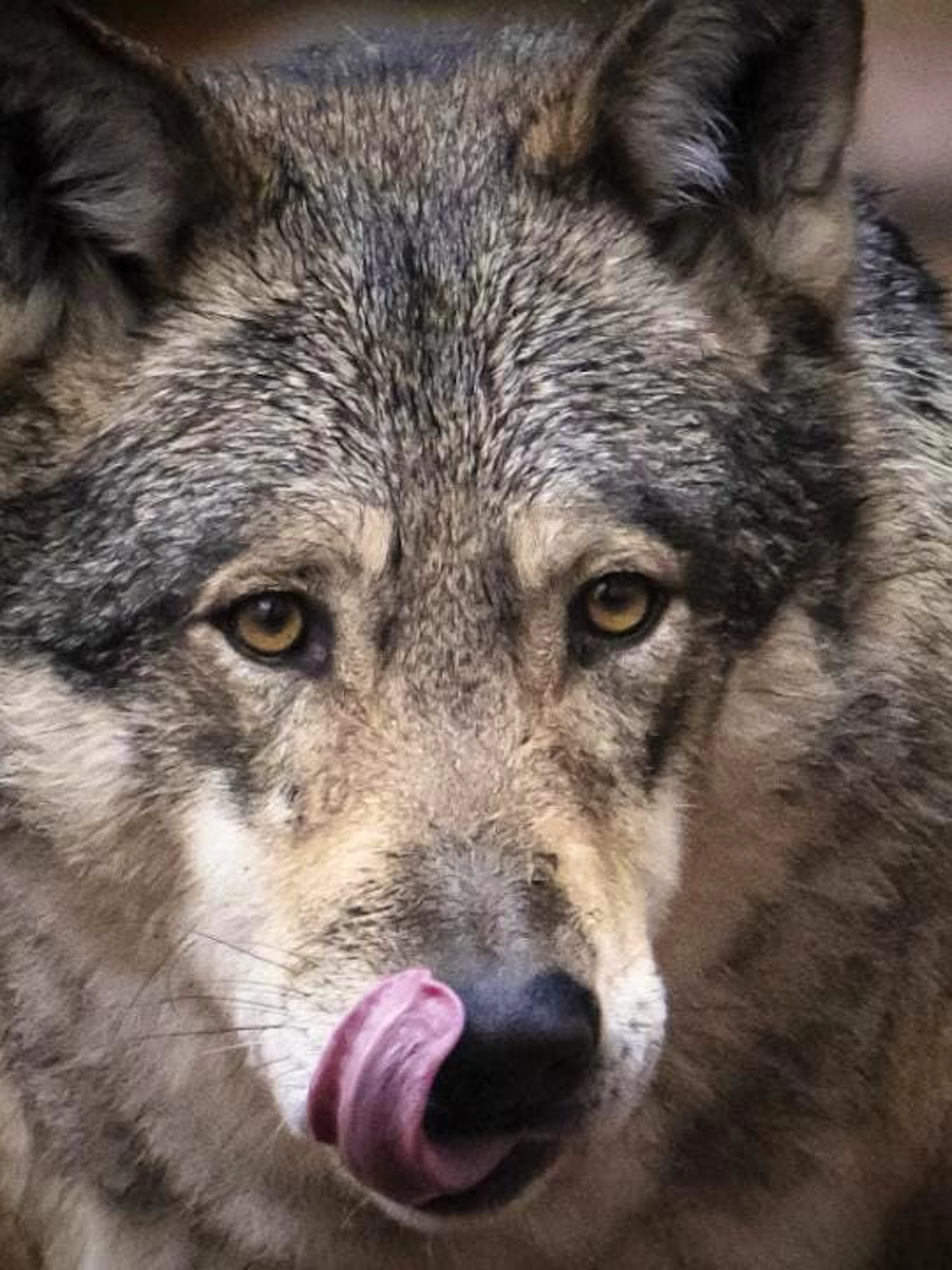 Un loup solitaire abattu près de Silenen