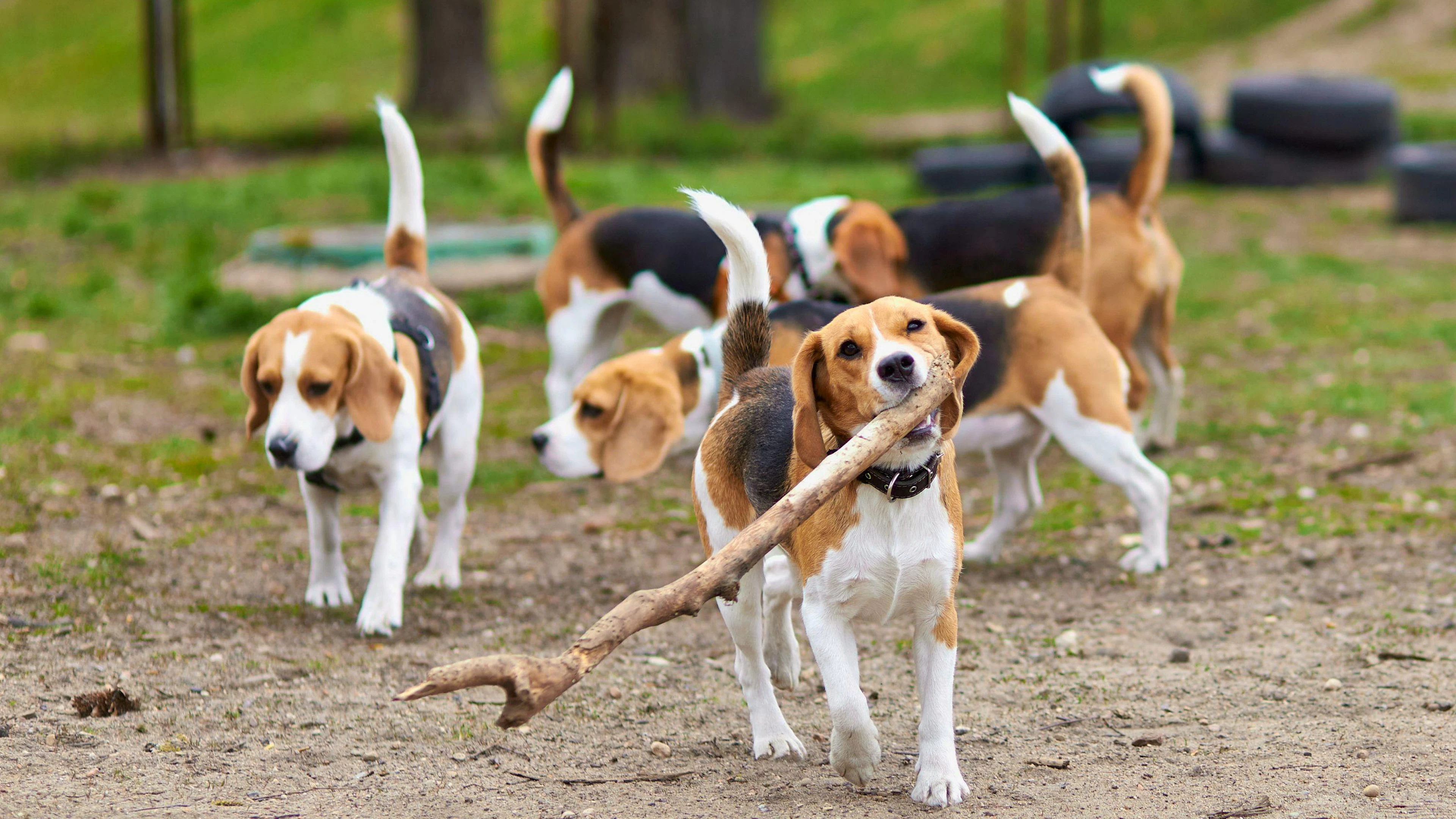 L'importation illégale de chiens constitue un problème de plus en plus important dans l'Union européenne et en Suisse (photo d’illustration).