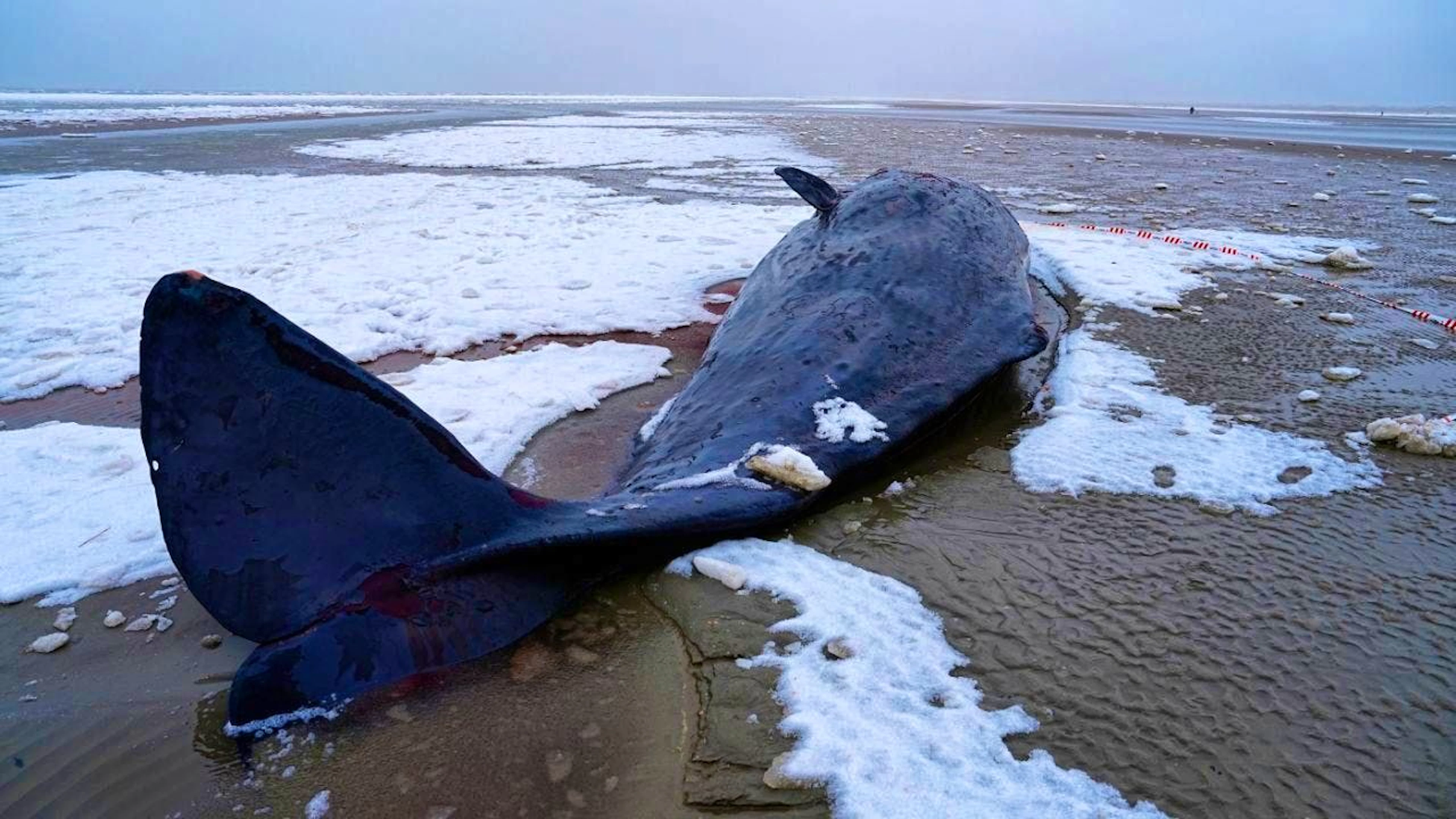 All sperm whales stranded in Denmark have died
