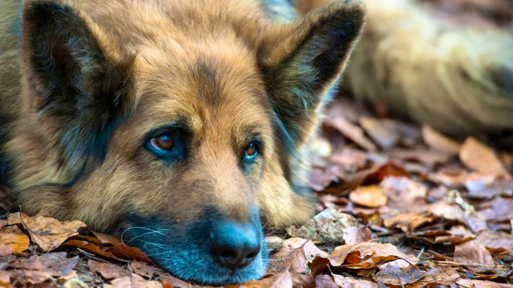 More team spirit in the head: why dogs think differently to wolves