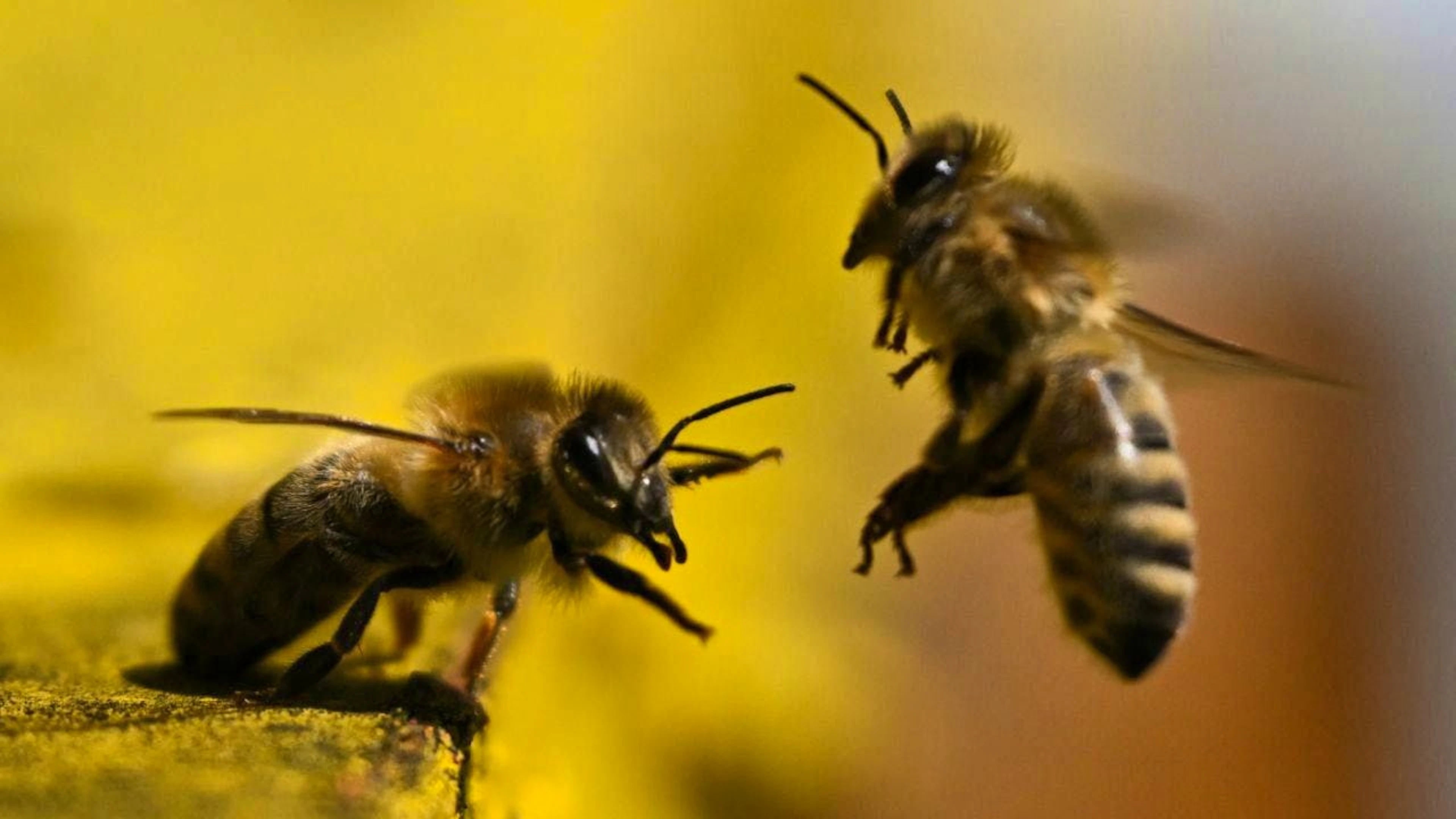 The protection of bees should be enshrined in the Swiss constitution. This is why Swiss beekeepers are launching a bee initiative. (archive picture)