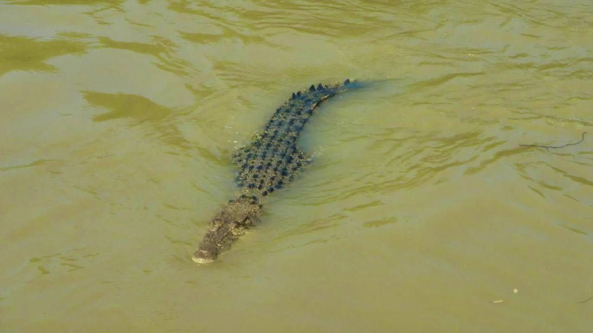 Crocodile alert after flooding in northern Australia