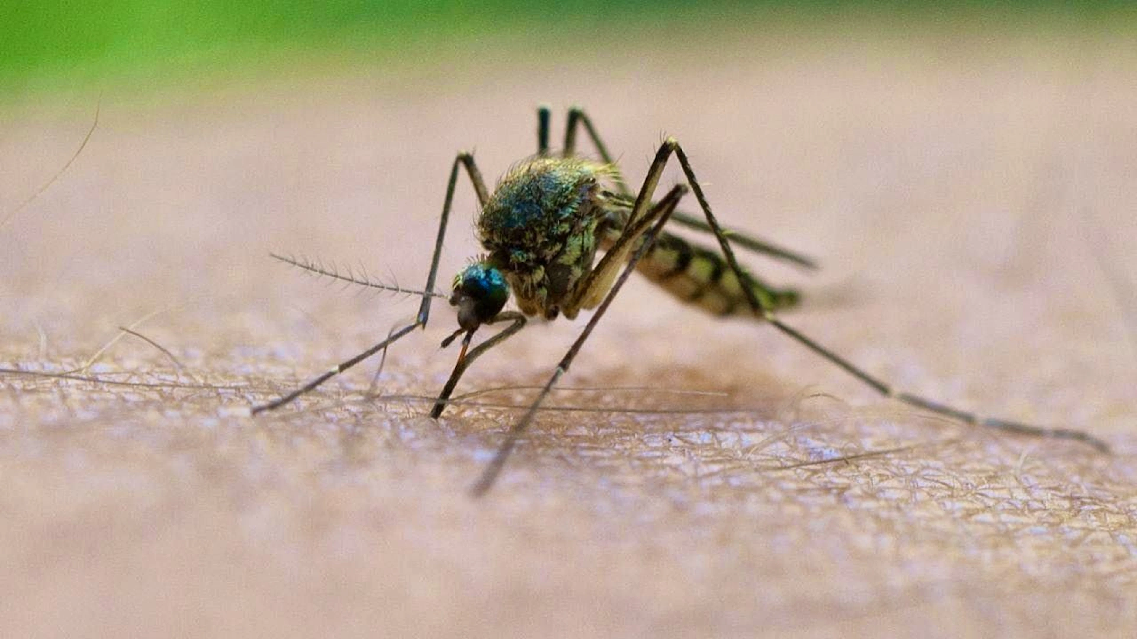 A mosquito bite is sometimes not only troublesome, but also dangerous. (symbolic image)