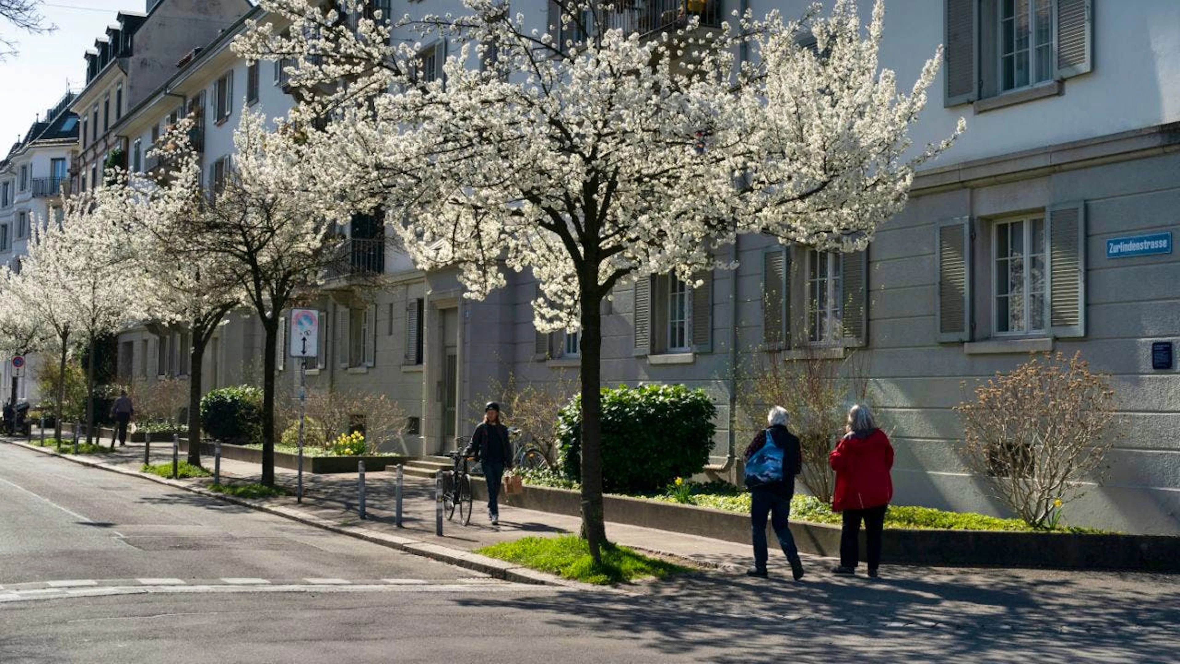 Pousser en ville: un défi pour les arbres (illustration).