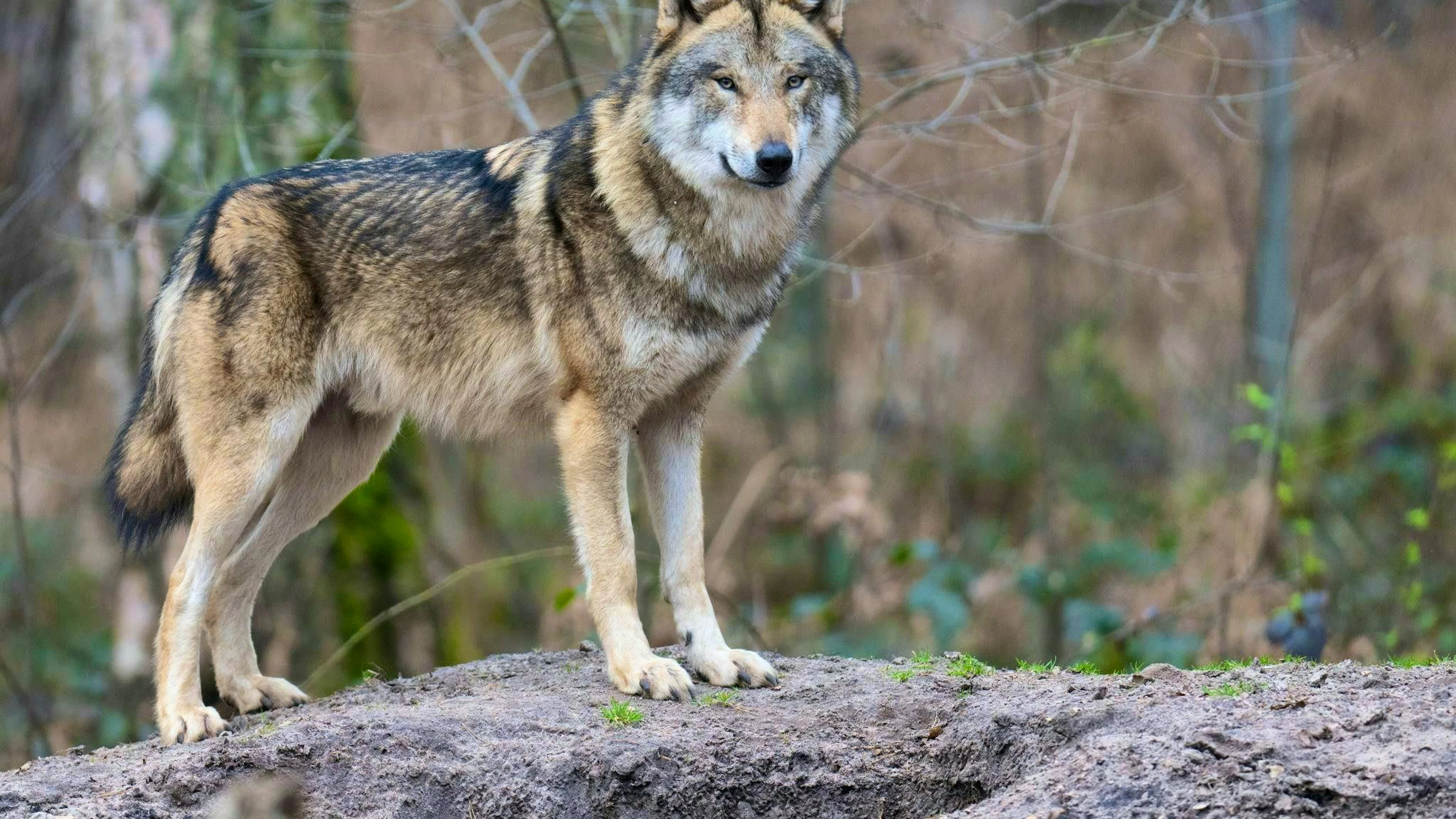 St. Gallen officials hunt wolves in Russia - now new details emerge