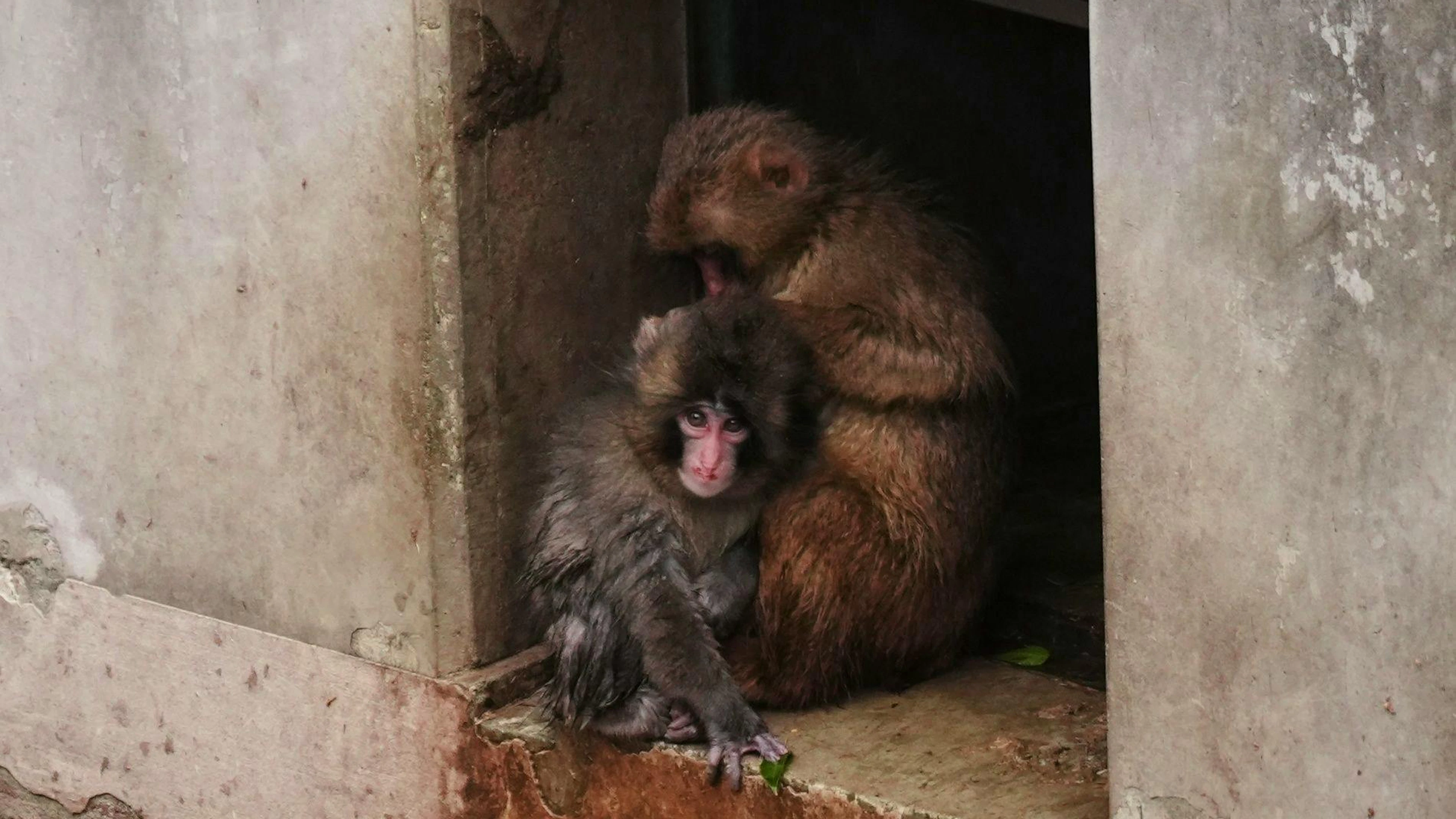 Il piccolo di macaco Punch, dello zoo di Ichikawa a Tokyo, ha finalmente trovato un compagno di giochi (foto d'archivio).