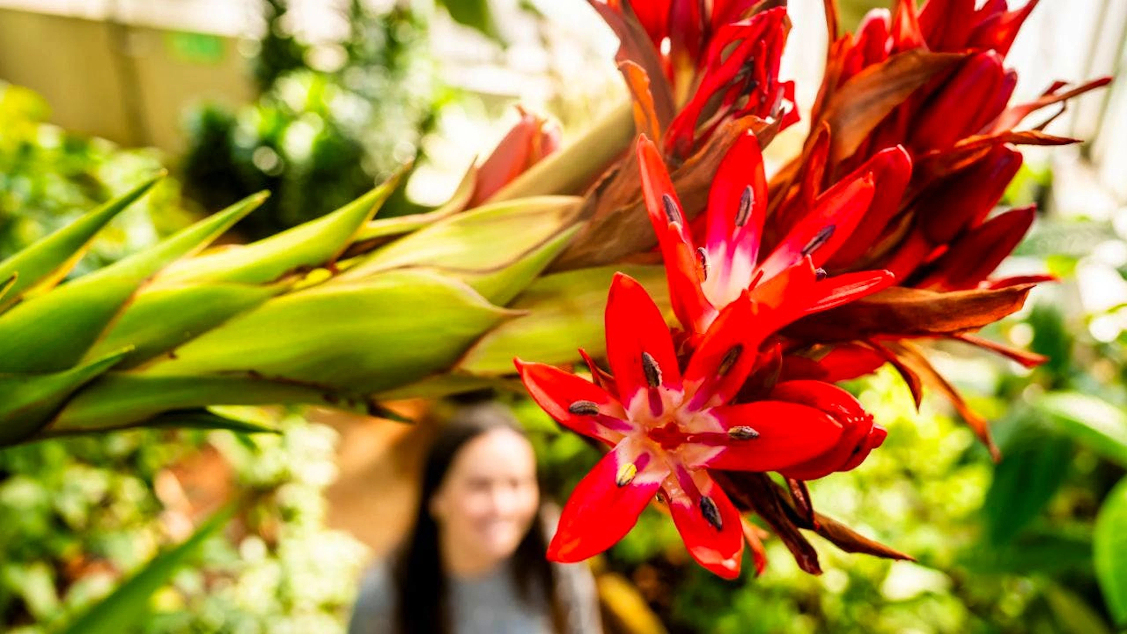 Ci sono voluti 43 anni affinché l'infiorescenza di questa Doryanthes palmeri del giardino botanico di Ginevra facesse sfoggio dei suoi vivaci colori.