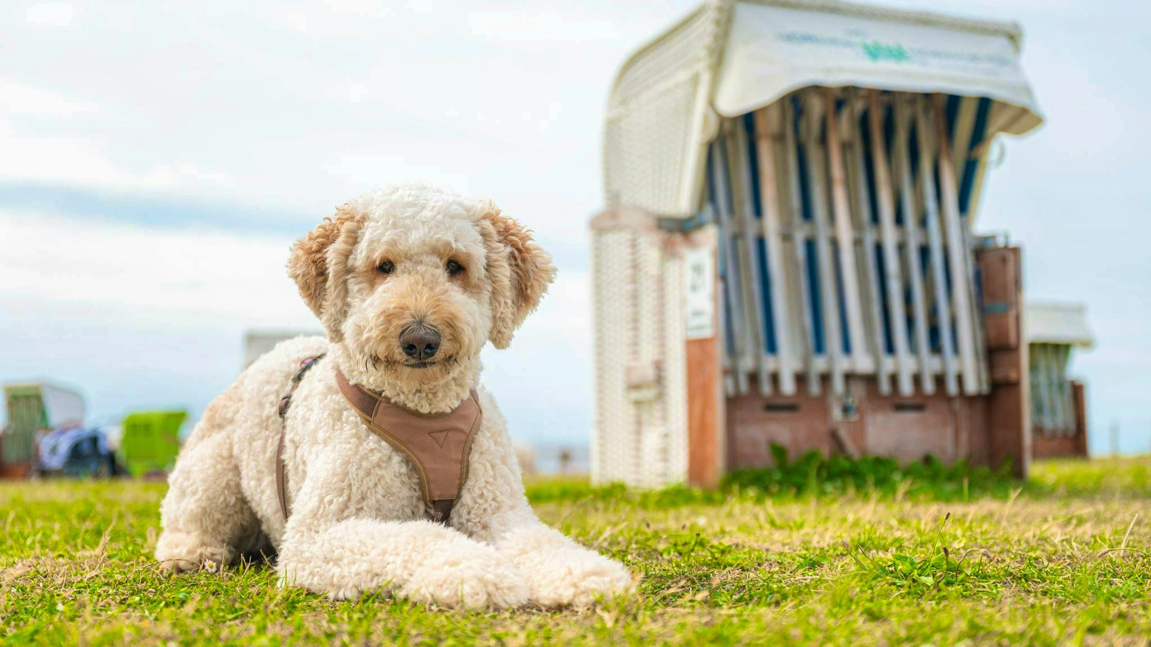 Designer dogs are more likely to cause problems than their purebred ...