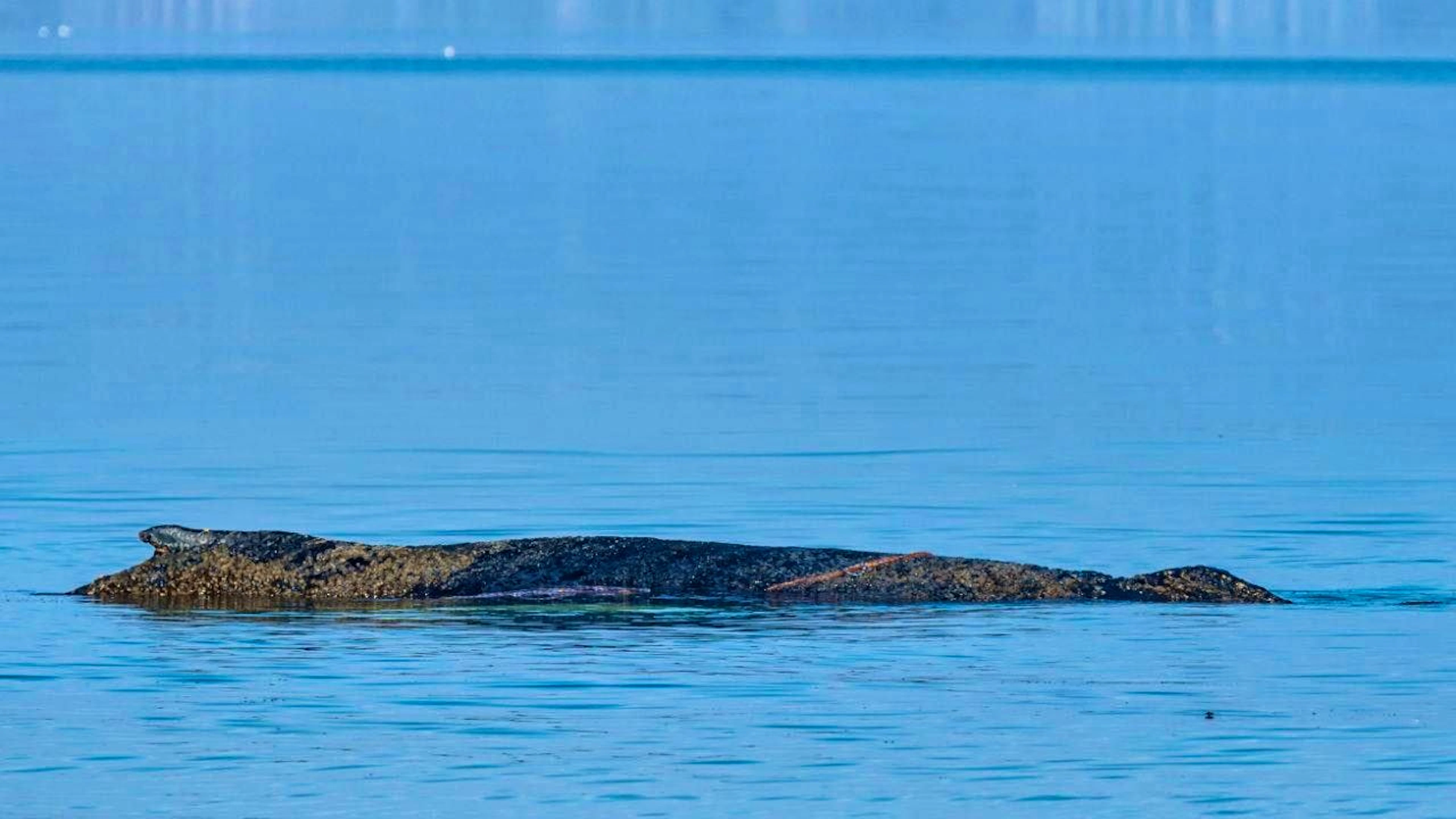 A whale is stranded on the Baltic Sea coast off Niendorf. Photo: Ulrich Perrey/dpa
