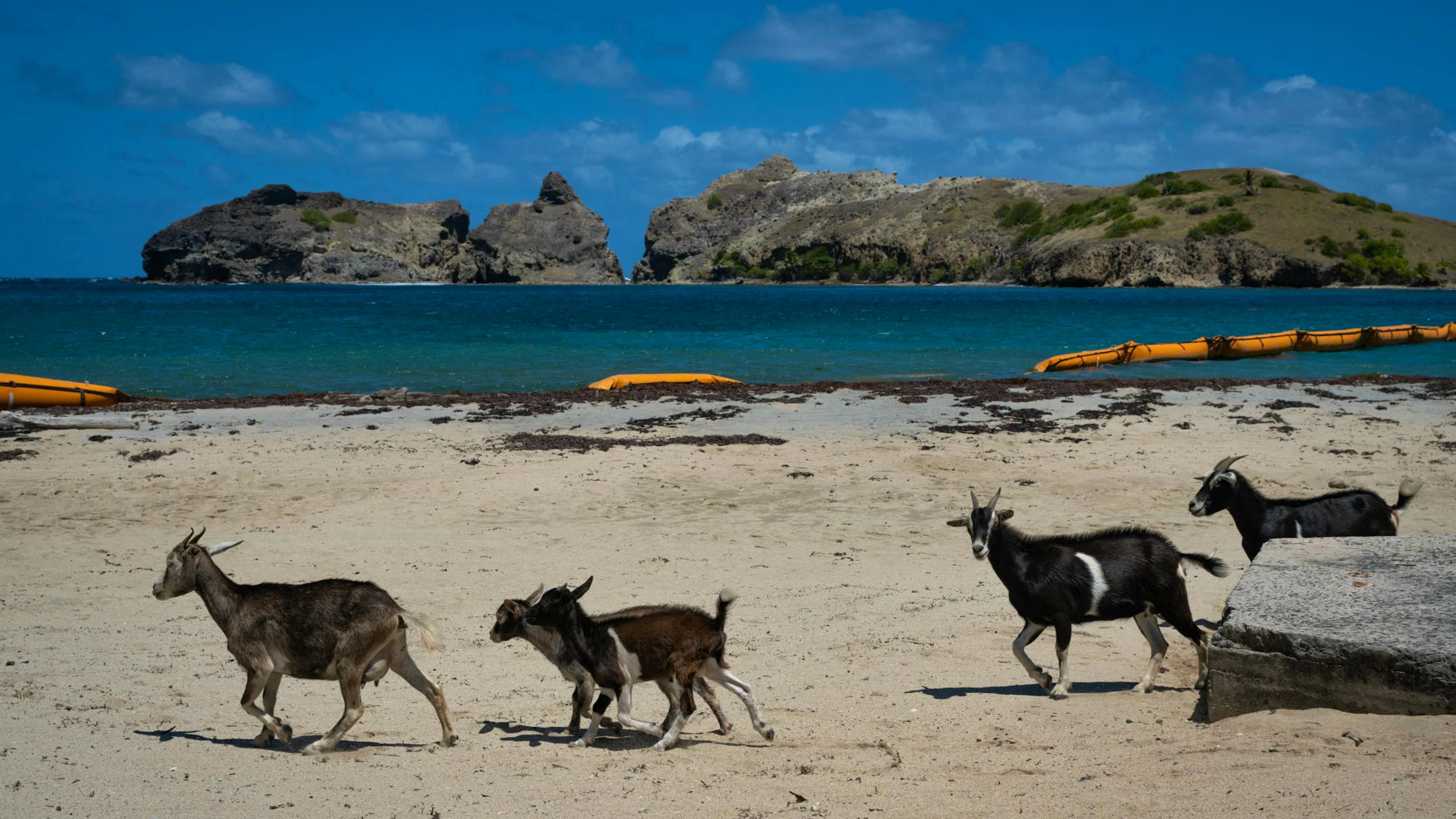 Des chèvres se promènent sur la plage de Pompierre à Terre-de-Haut, aux Saintes, sur l'île de Guadeloupe, dans les Caraïbes françaises, le 18 mars 2026. Elles errent sur les plages, broutent dans les jardins et ravagent les zones protégées : aux Saintes, un archipel touristique de la Guadeloupe, les chèvres sauvages sont devenues un fléau écologique. Un plan visant à réguler leur population est en cours de mise en œuvre. (Photo de Carla Bernhardt / AFP)