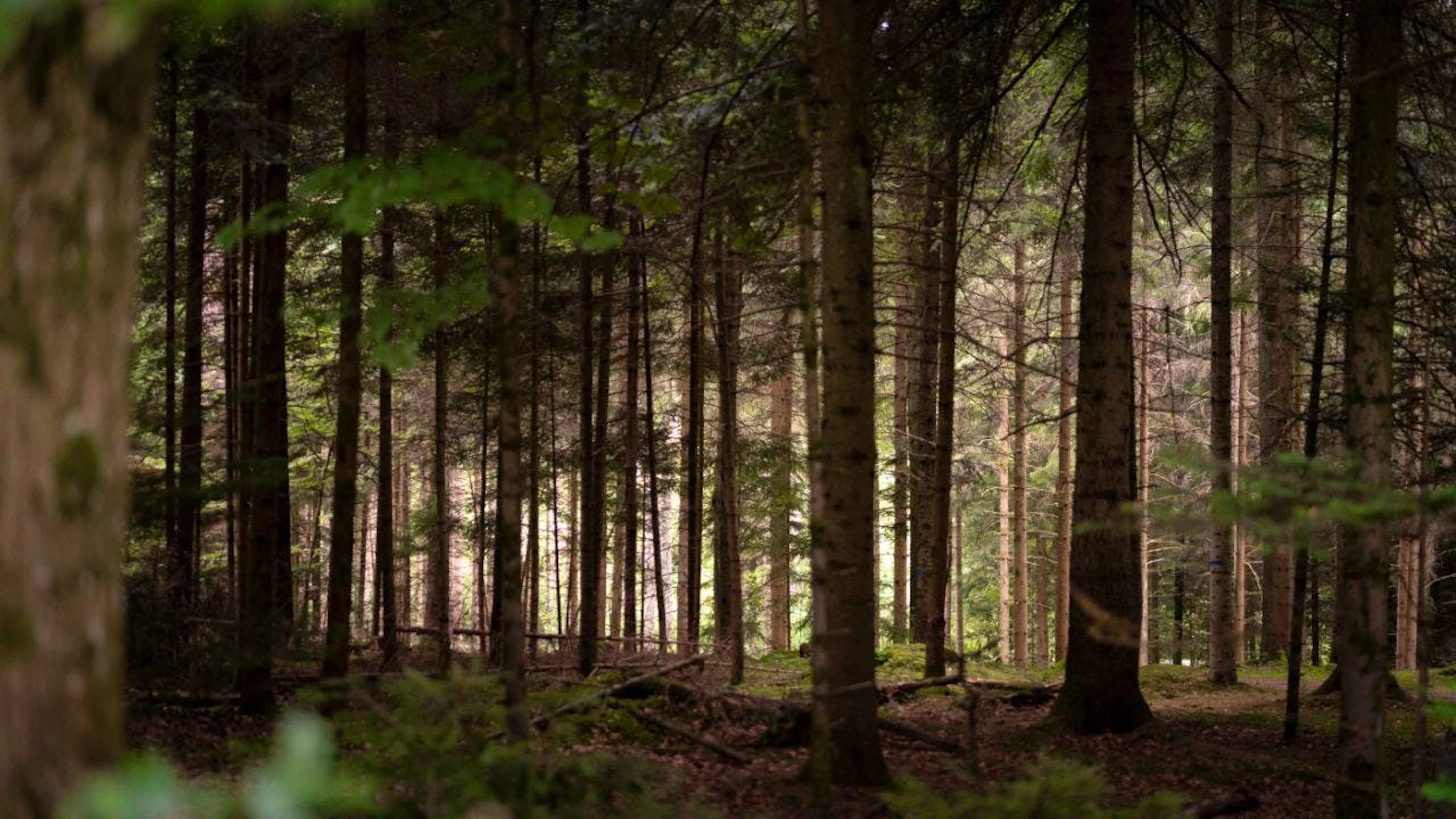 Le jeune homme a été retrouvé dans une forêt près de Besançon (photo prétexte).