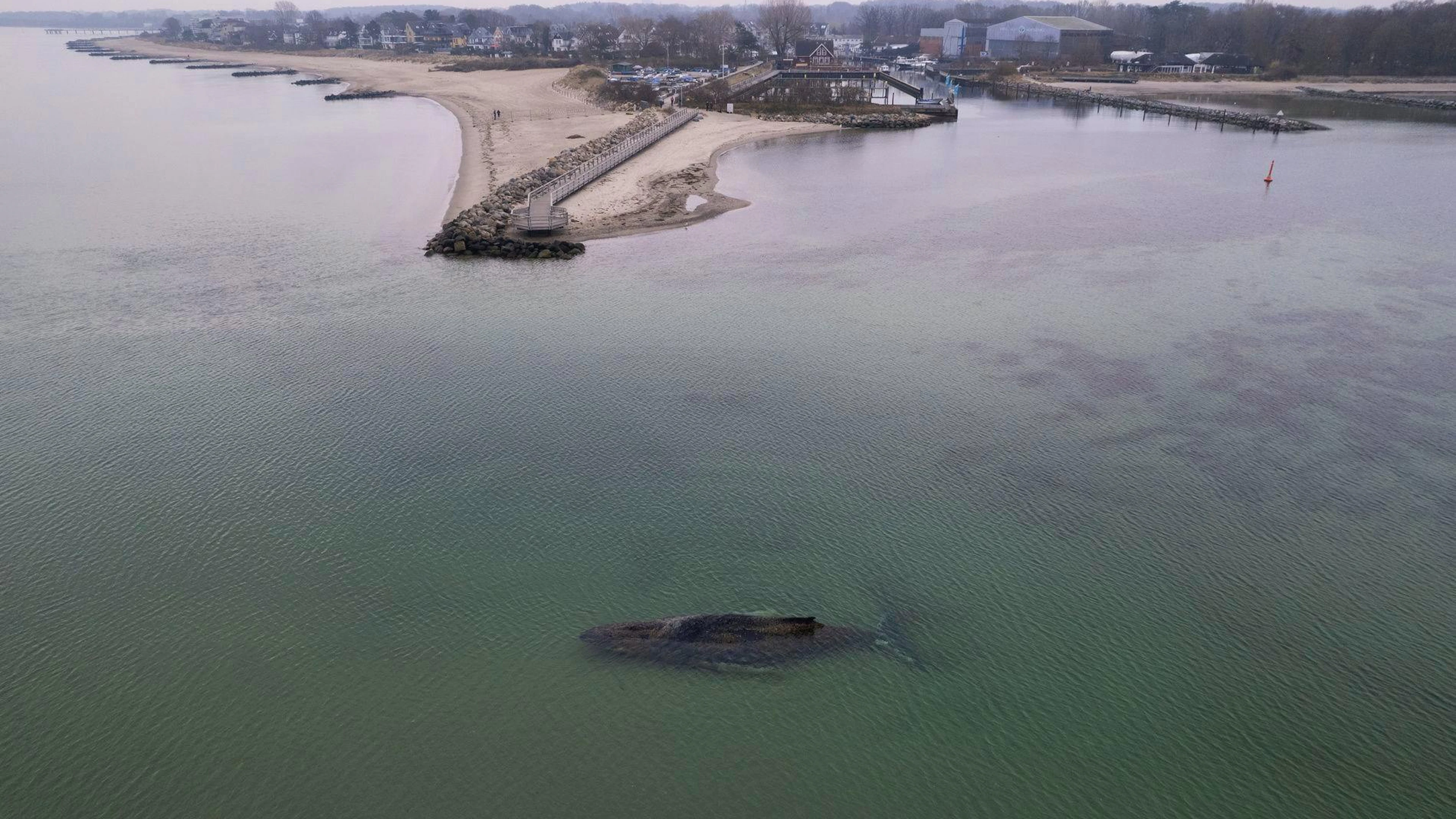 L'animale si è arenato vicino alla spiaggia di Timmerdorfer, in Germania