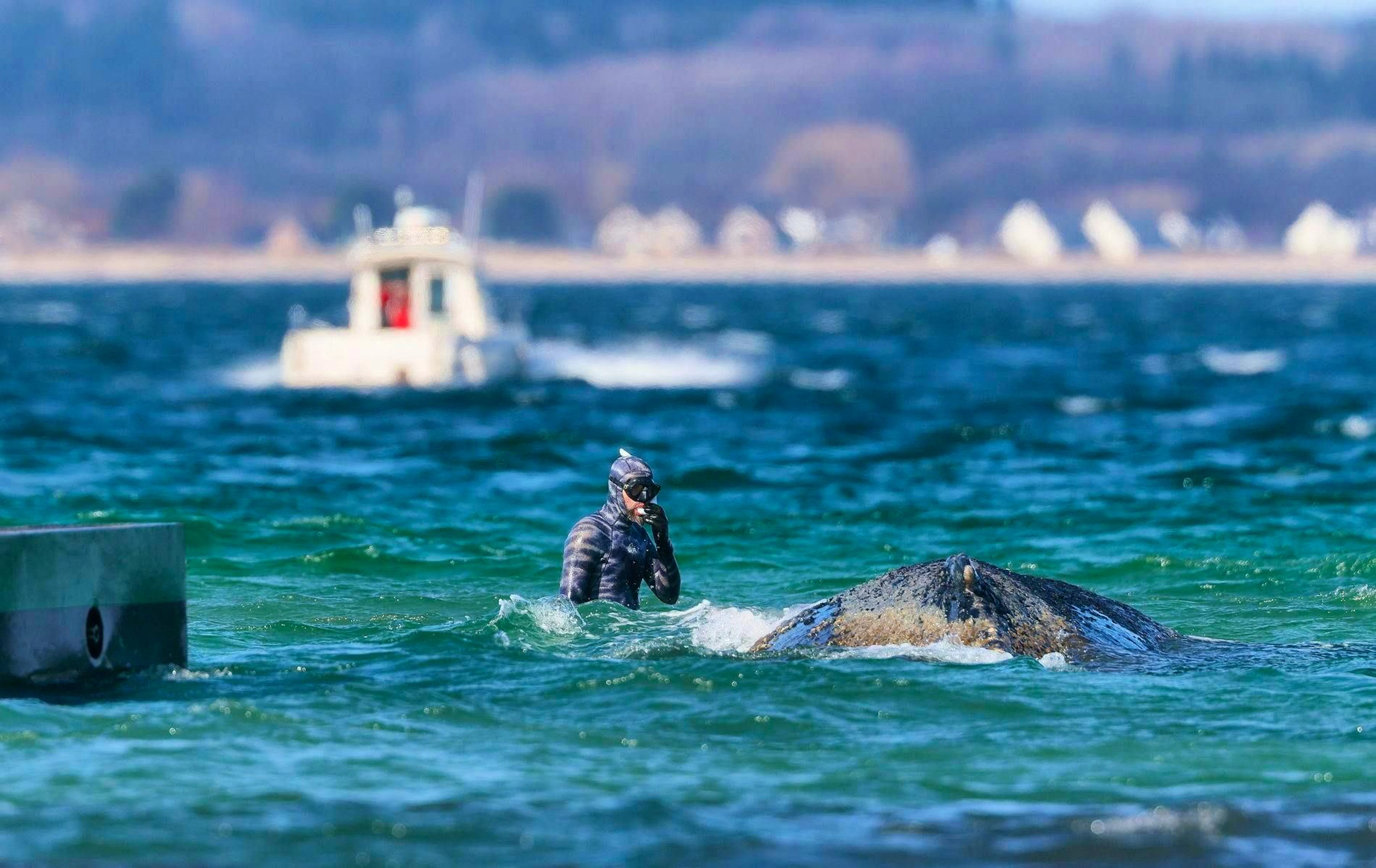 Marine researcher Robert Marc Lehmann tries to help the whale from the water.