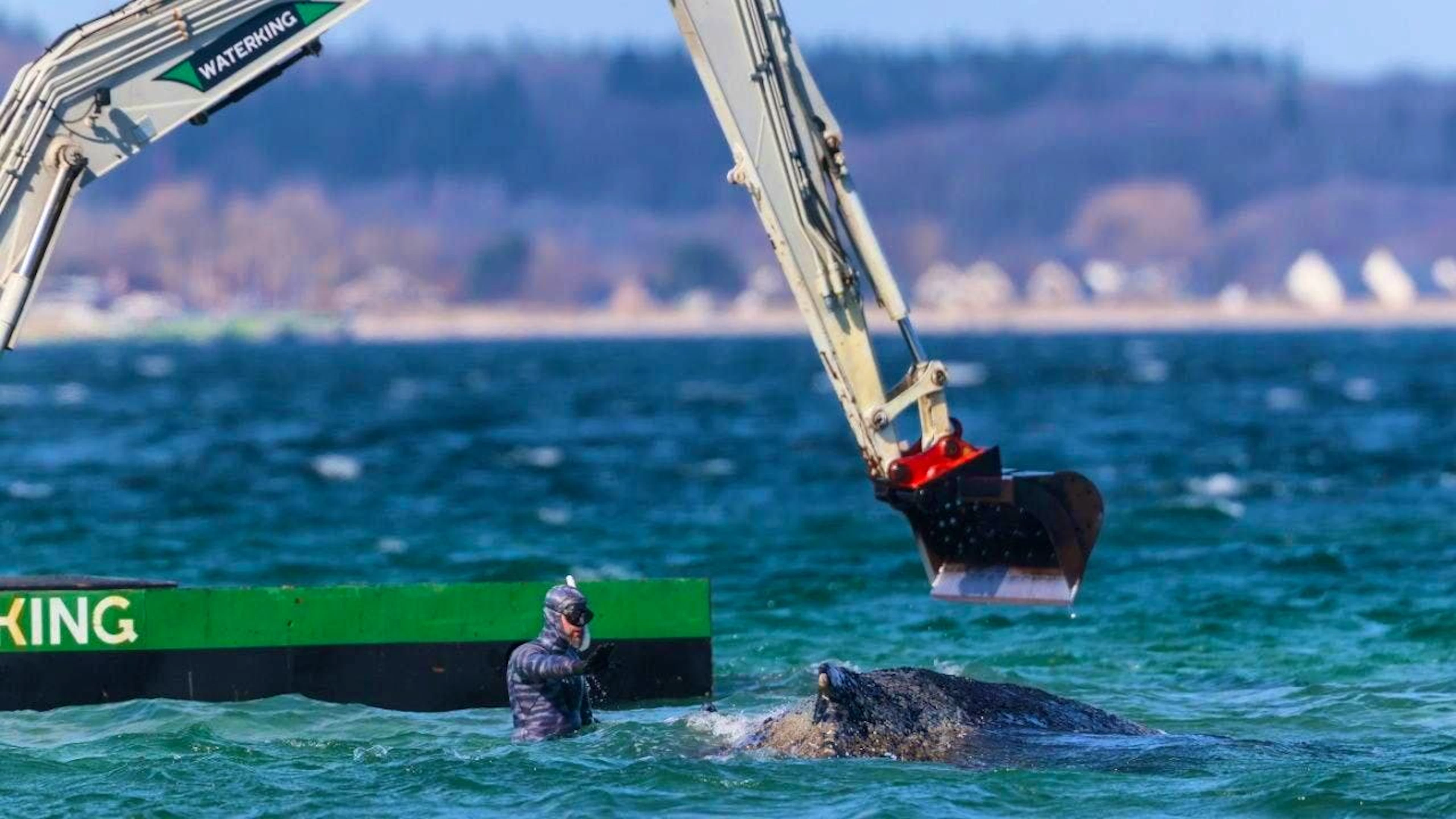 Emergency services tried to free the whale in various ways. The effort was obviously worth it, the whale was no longer visible on Friday morning. (archive picture)
