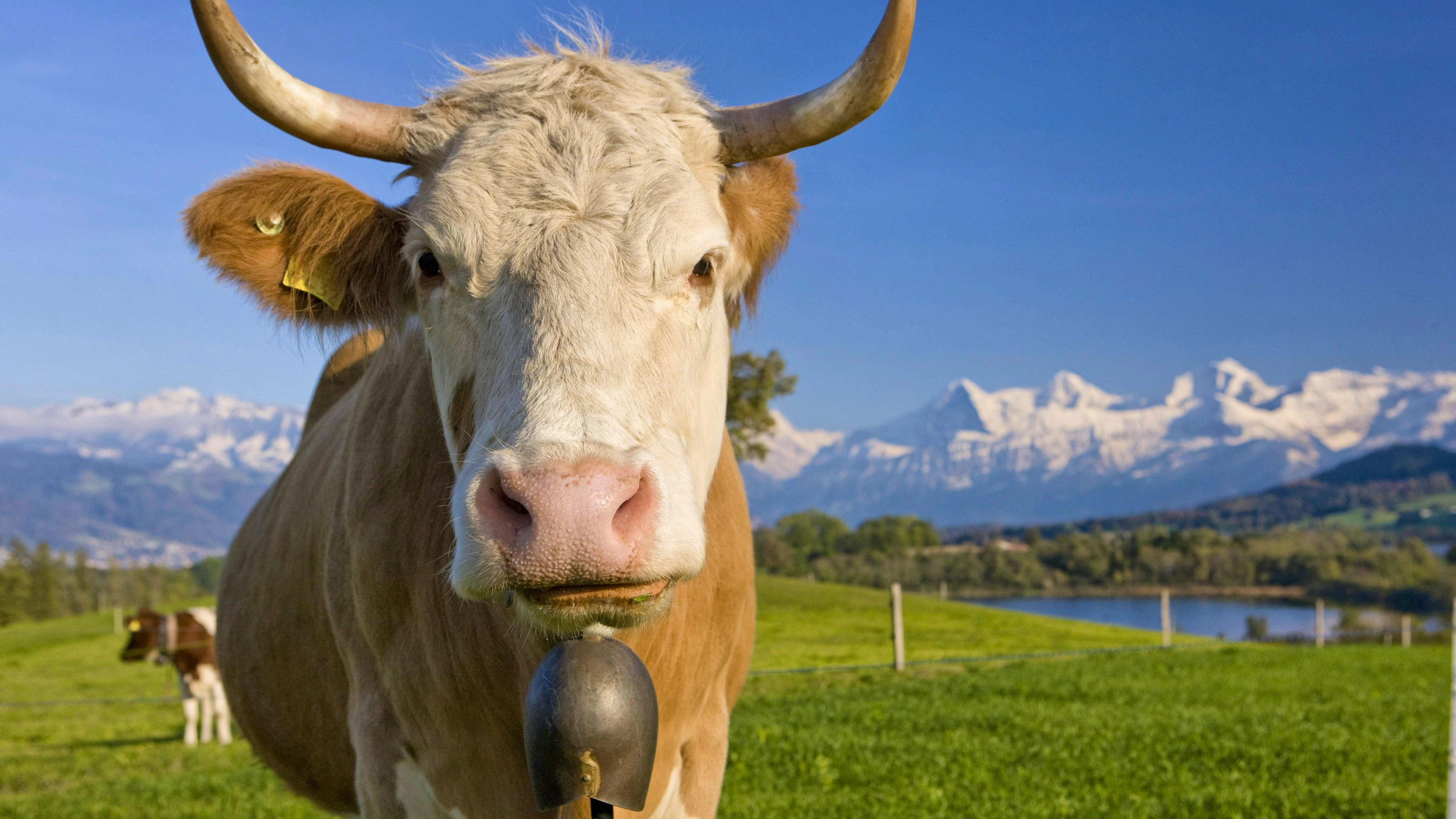 Afin d'éviter que les bovins suisses ne soient contaminés par la dermatose nodulaire contagieuse (LSD), ils ne devront pas être mis à l'estive en France cette saison.
