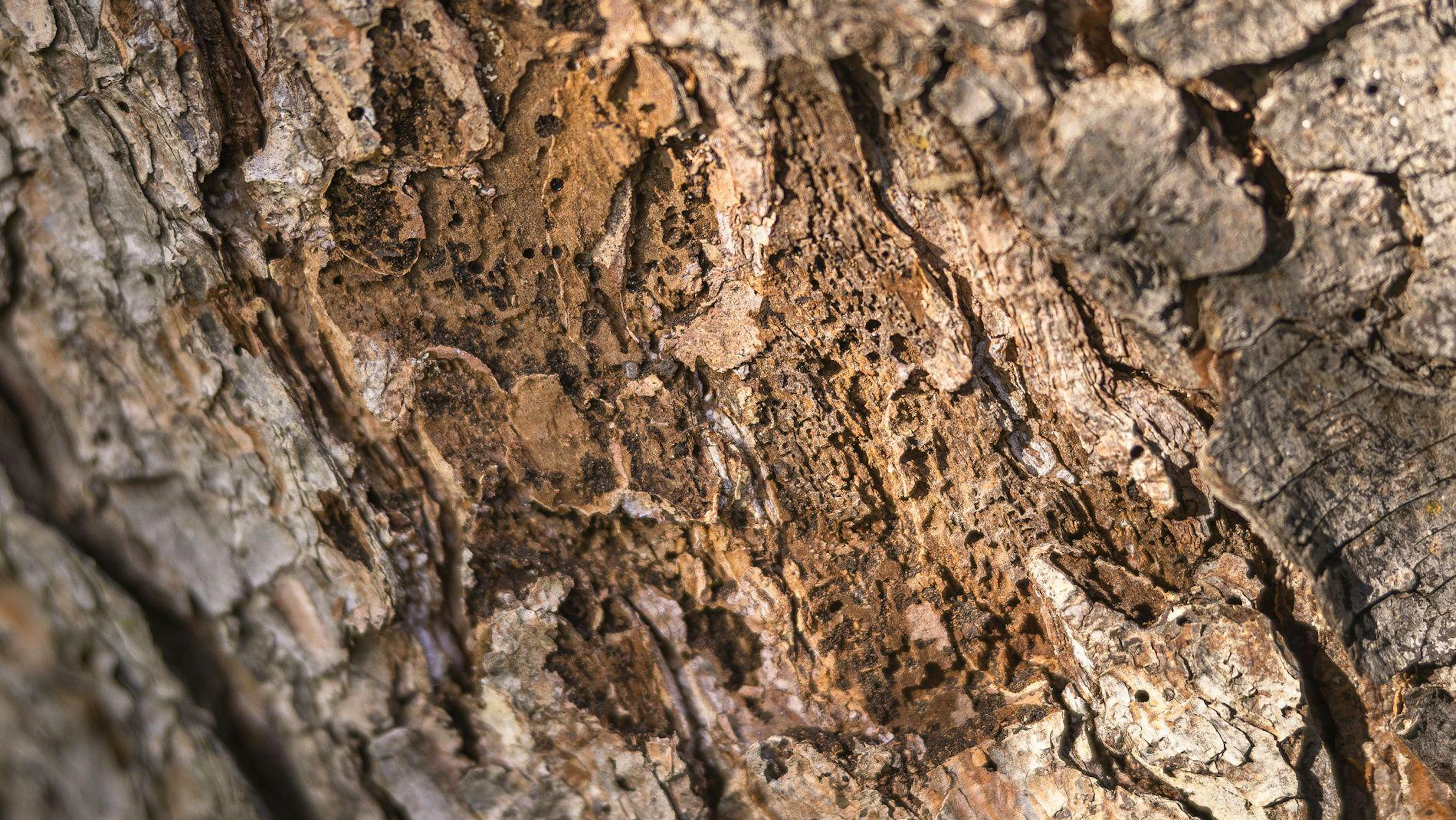 Le bostryche a causé moins de dégâts au bois l'an dernier en Suisse.