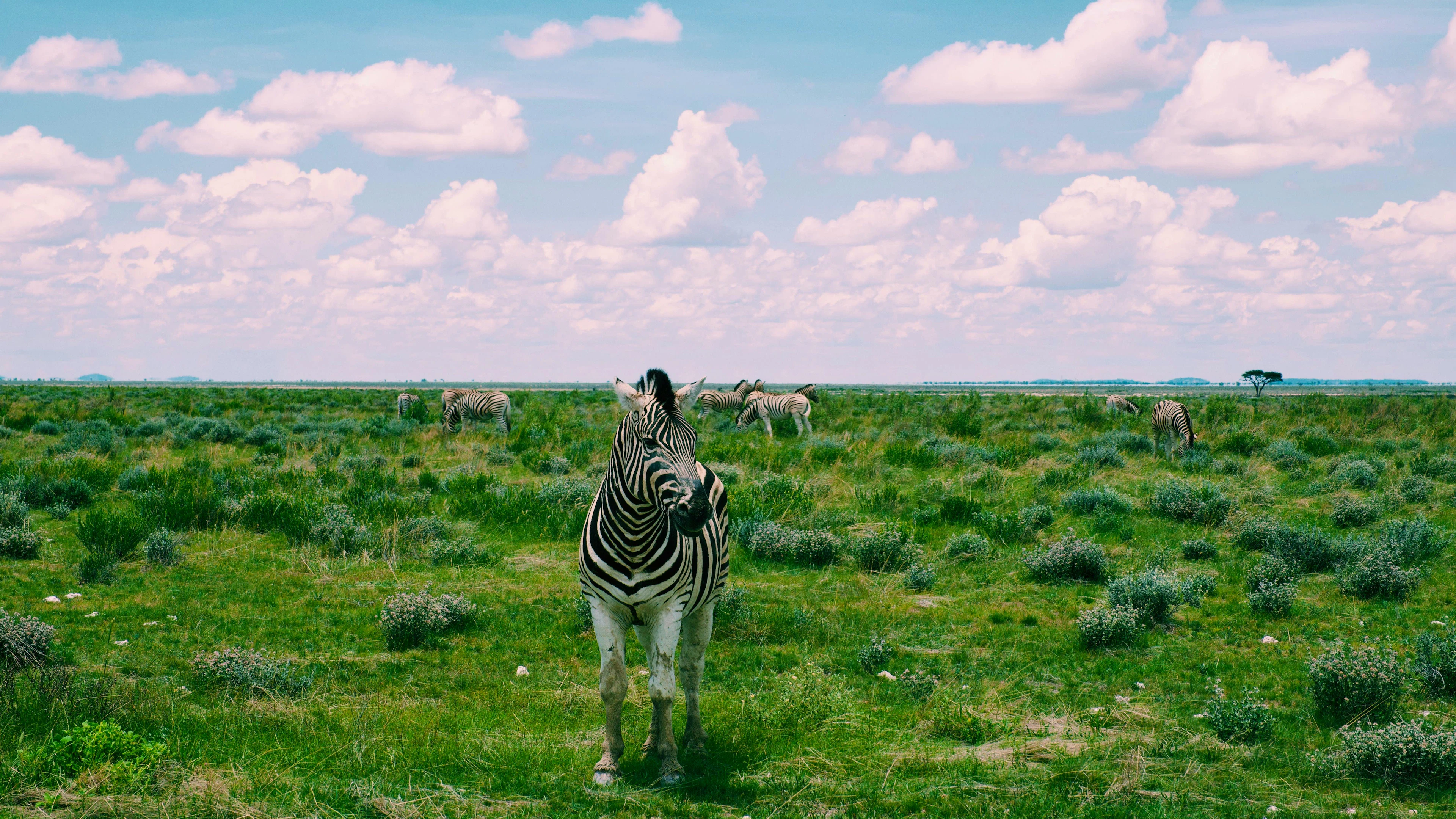 Im Etosha-Nationalpark stehen Zebras direkt am Strassenrand.