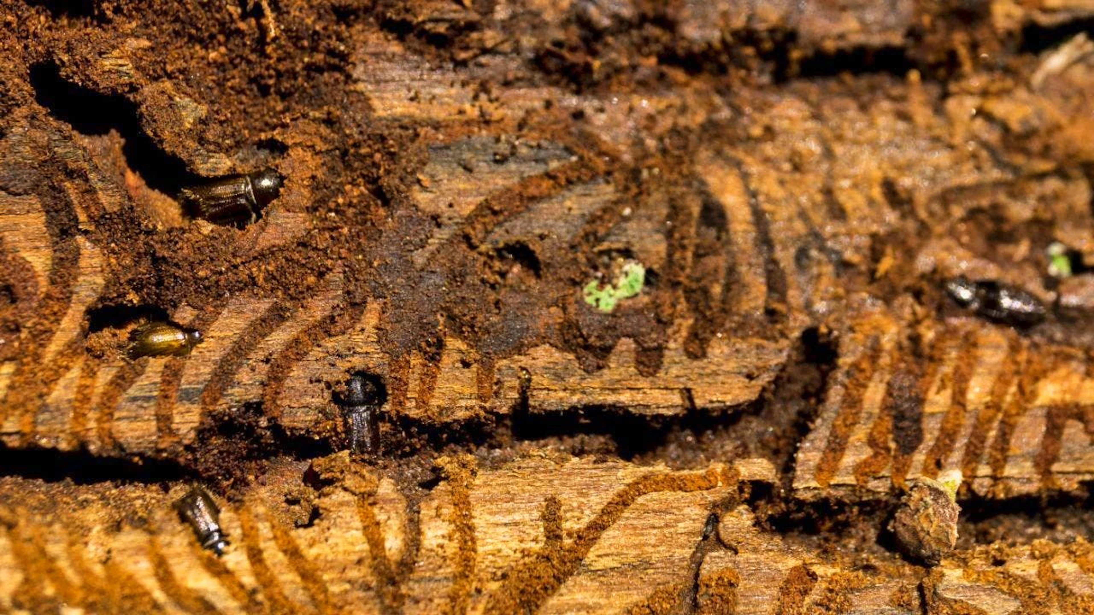 Bark beetles again caused less damage in Swiss forests. (archive picture)