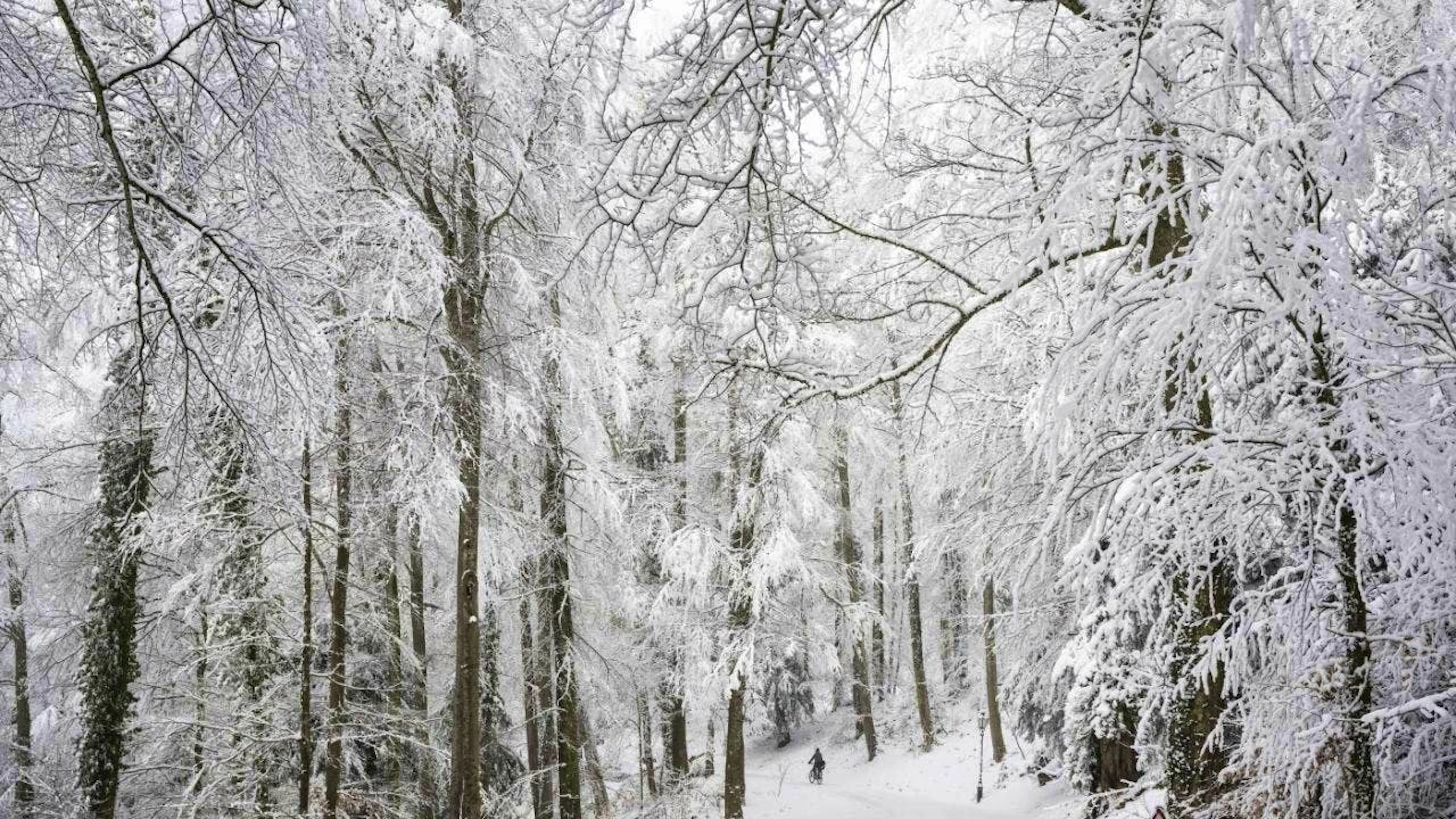 The forest influences snowmelt. (symbolic image)