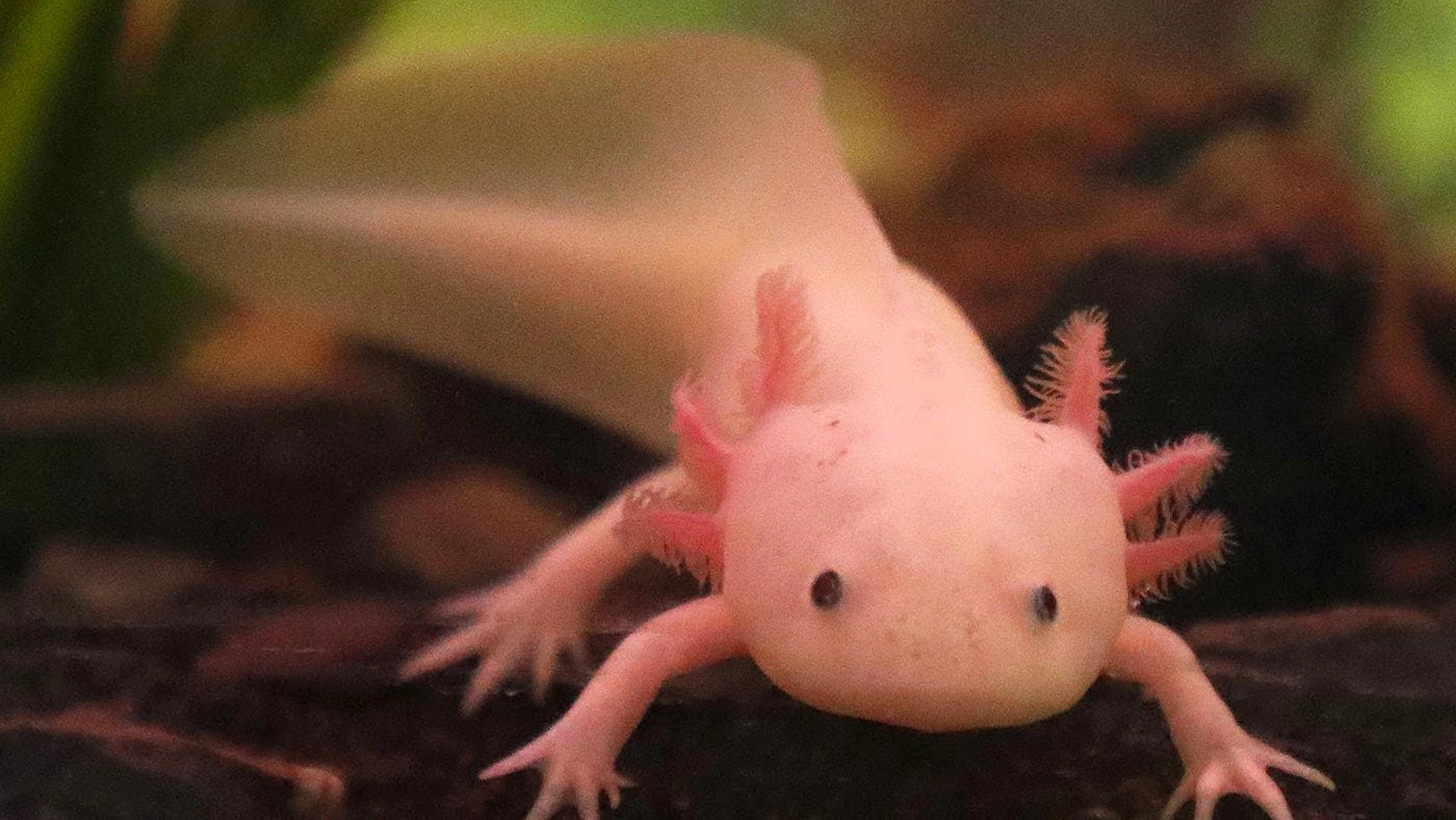 Salamander wie dieser Axolotl können verlorene Gliedmassen innerhalb weniger Wochen bis Monate vollständig und funktionsfähig regenerieren.
