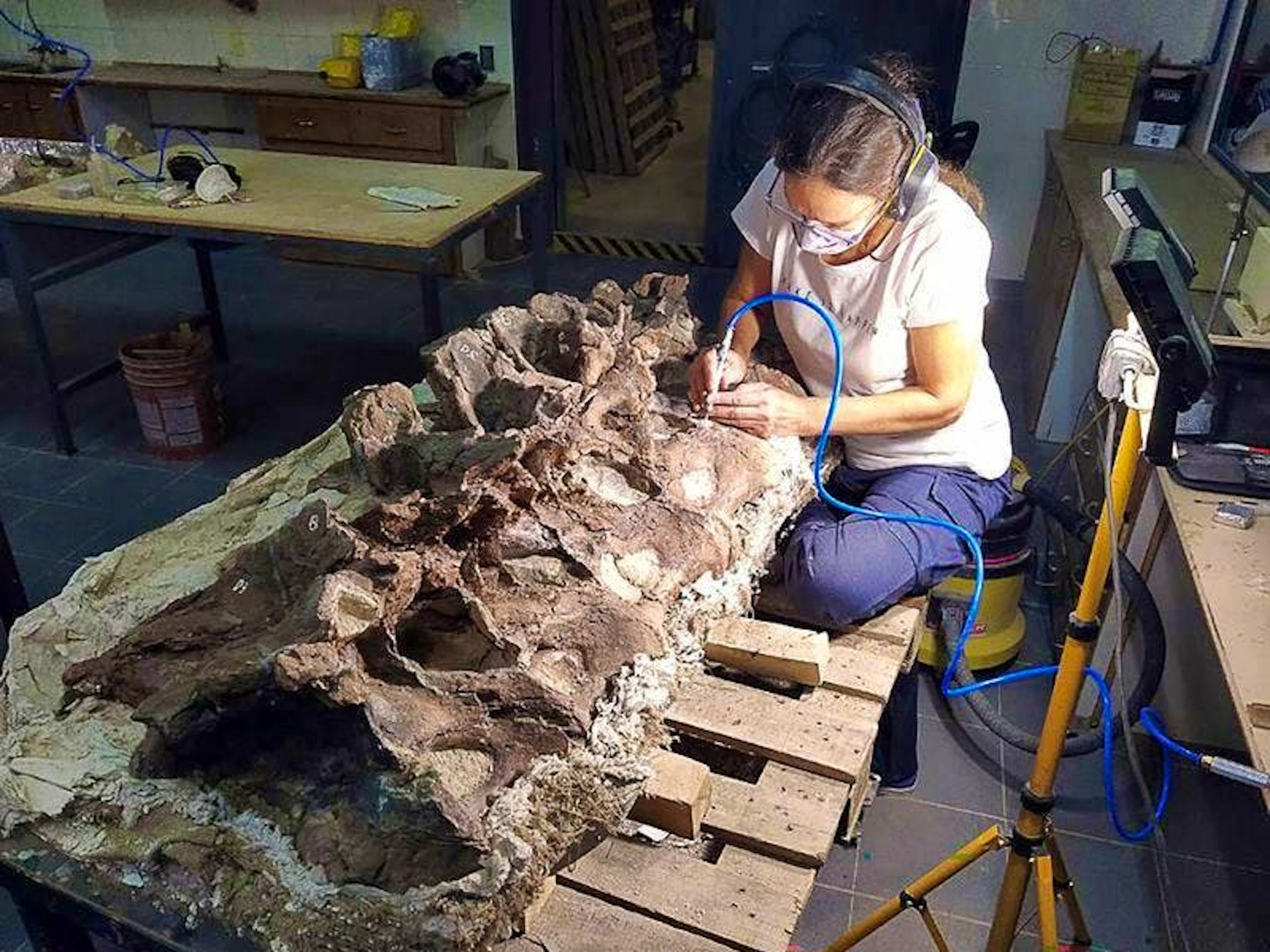 The vertebrae of the previously unknown long-necked dinosaur are prepared at the Museo Paleontológico Egidio Feruglio.