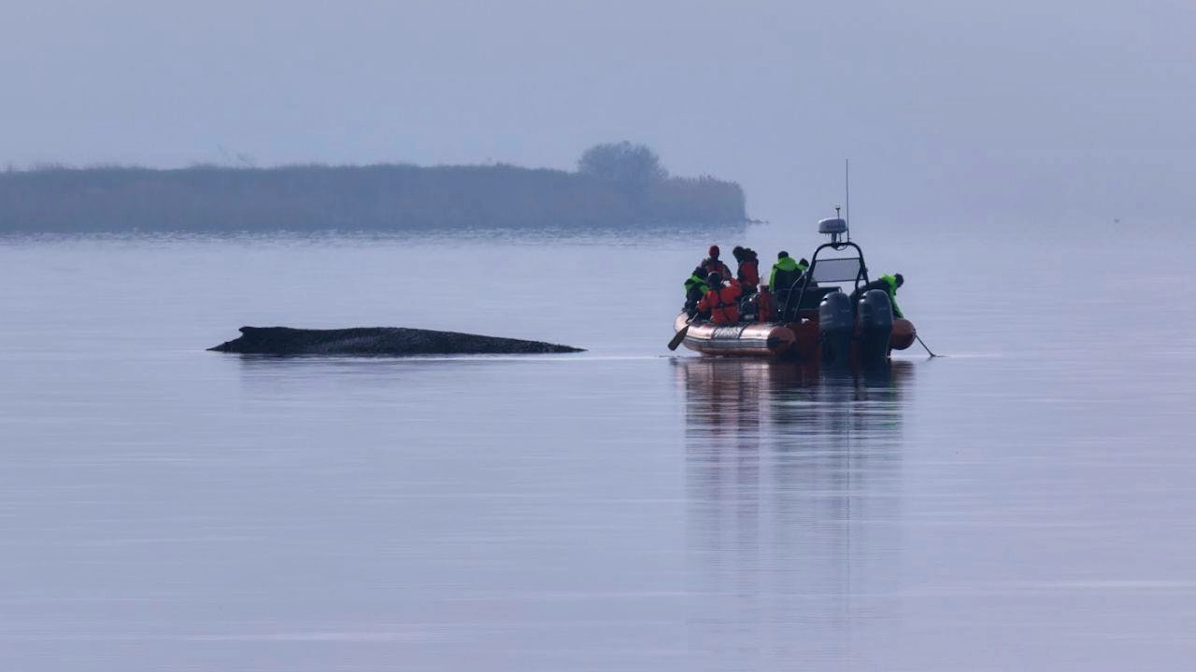 Le sauvetage de la baleine Timmy entre dans une phase décisive (Archives).