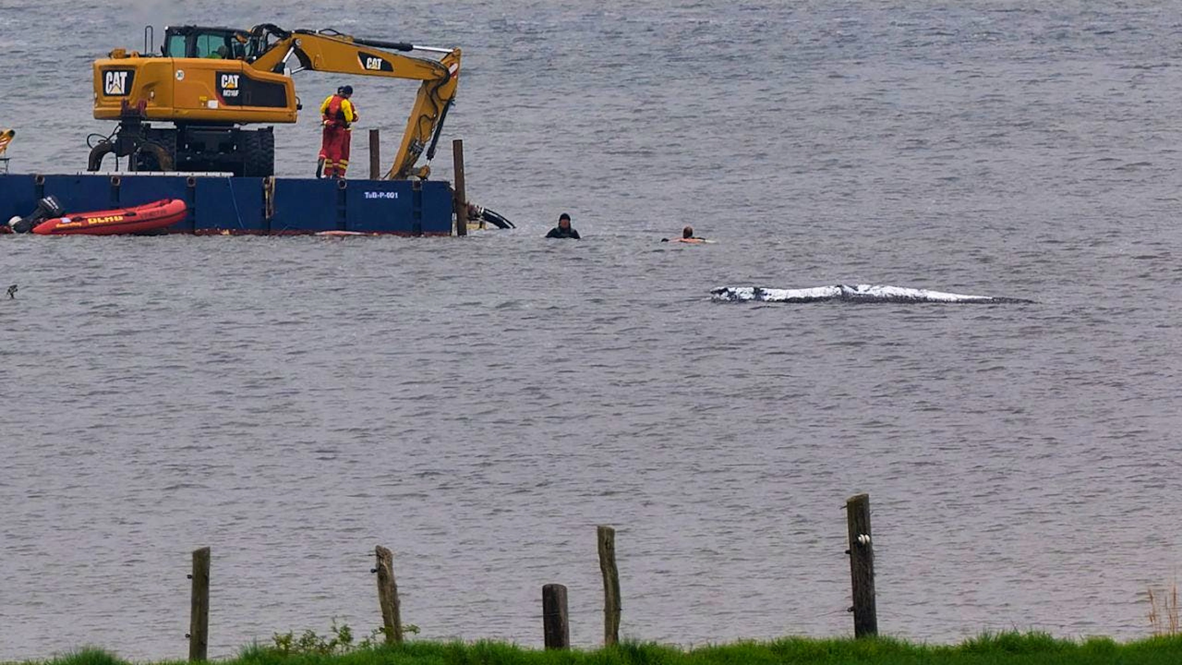 dpatopbilder – Eine Arbeitsplattform mit einem Bagger ist in der Nähe des gestrandeten Wals vor der Ostseeinsel Poel im Einsatz. Der Rücken des Wals ist mit Tüchern abgedeckt. Für den bei Wismar gestrandeten Buckelwal wurde ein neuer Rettungsversuch gestartet. Umgesetzt werden soll das Konzept von einer privaten Initiative. Foto: Marcus Golejewski/dpa