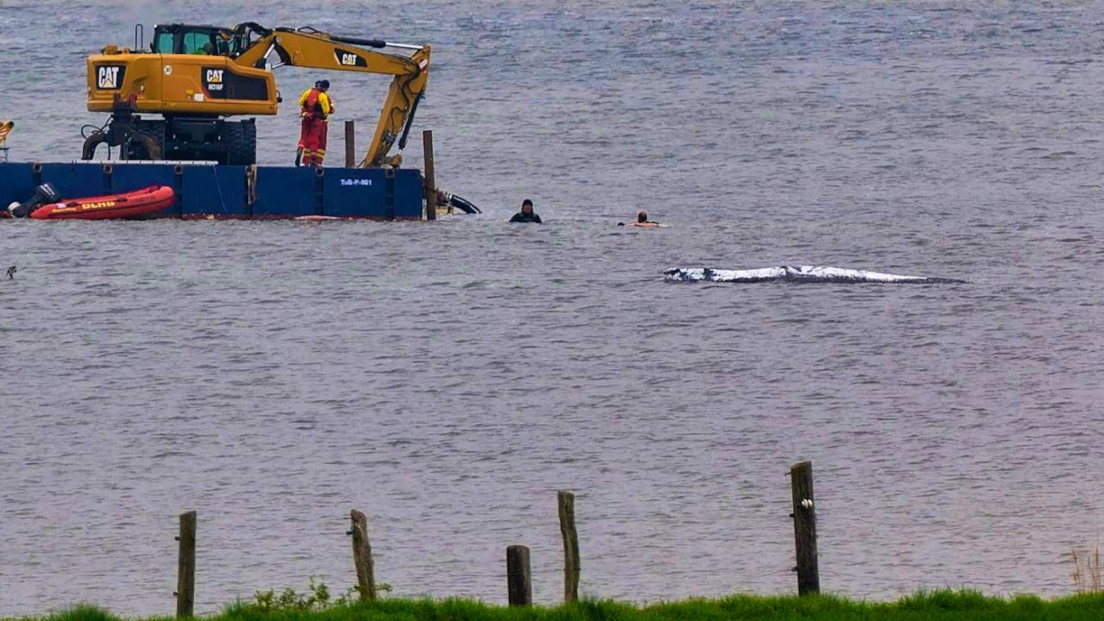 dpatopbilder - A work platform with an excavator is in use near the beached whale off the Baltic Sea island of Poel. The whale's back is covered with cloth. A new rescue attempt has been launched for the humpback whale stranded near Wismar. The concept is to be implemented by a private initiative. Photo: Marcus Golejewski/dpa