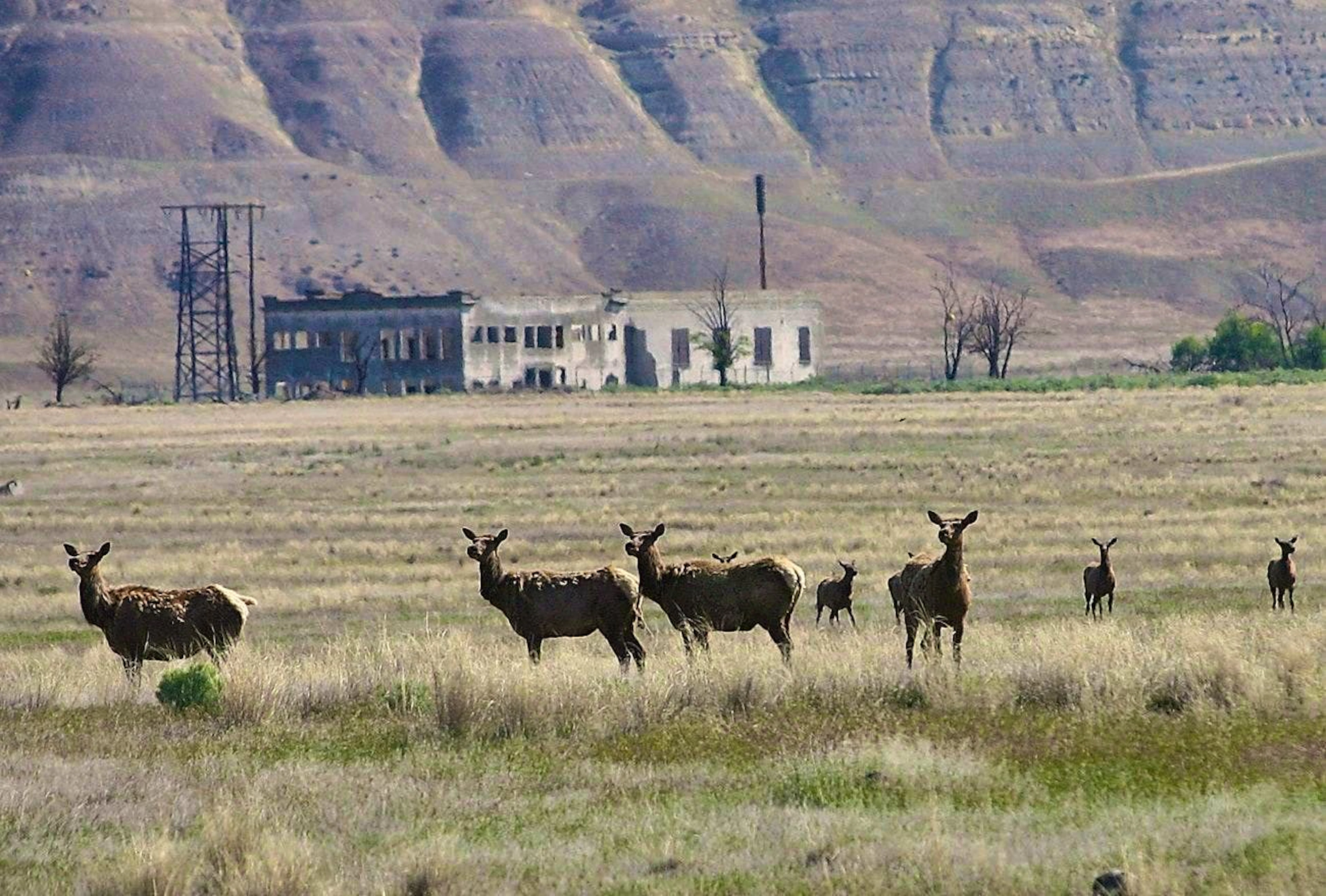 Nel XXI secolo, tracce di radioattività possono ancora essere rilevate negli animali e nelle piante intorno al complesso nucleare di Hanford Site, sul fiume Columbia, nello Stato americano di Washington.