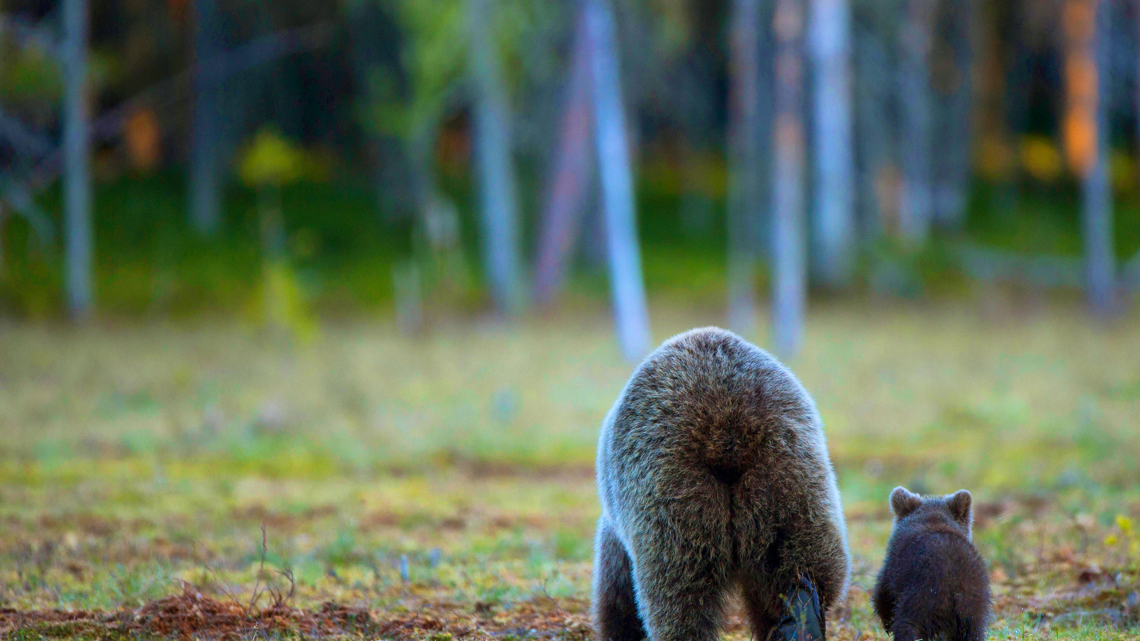 L'attaque a eu lieu dans la région montagneuse de Bieszczady, dans le sud-est de la Pologne (image d’illustration).