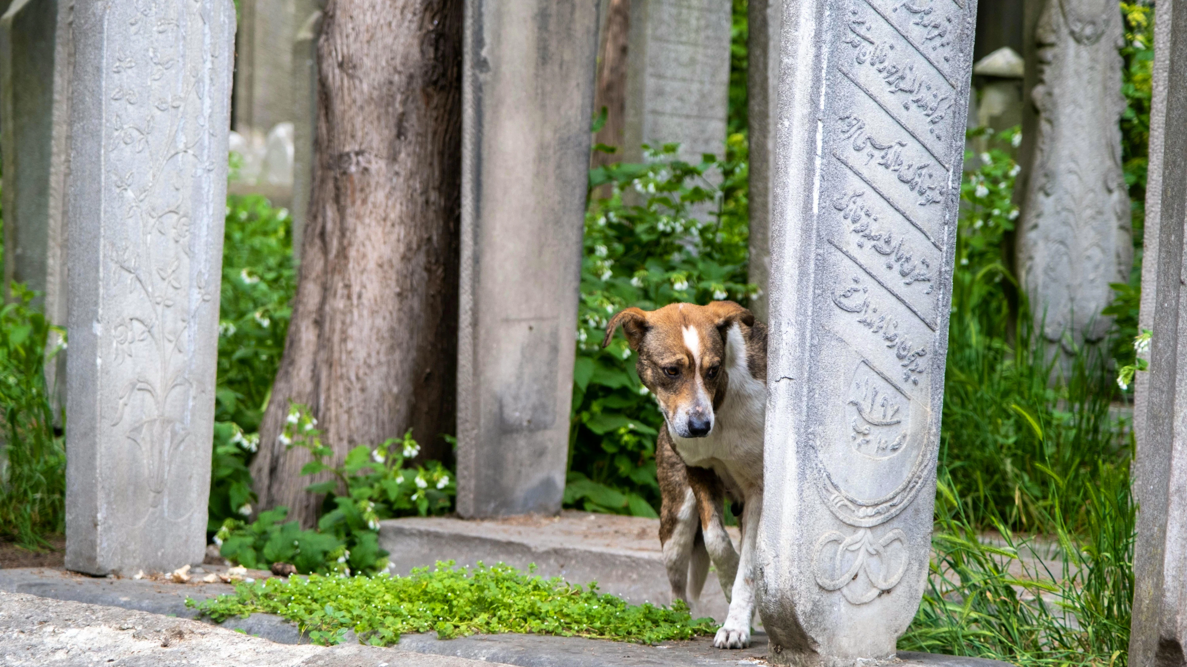 Seule une s'opposait à ce qu'un animal puisse être tué délibérément afin d'accompagner son maître dans sa tombe (image d’illustration).