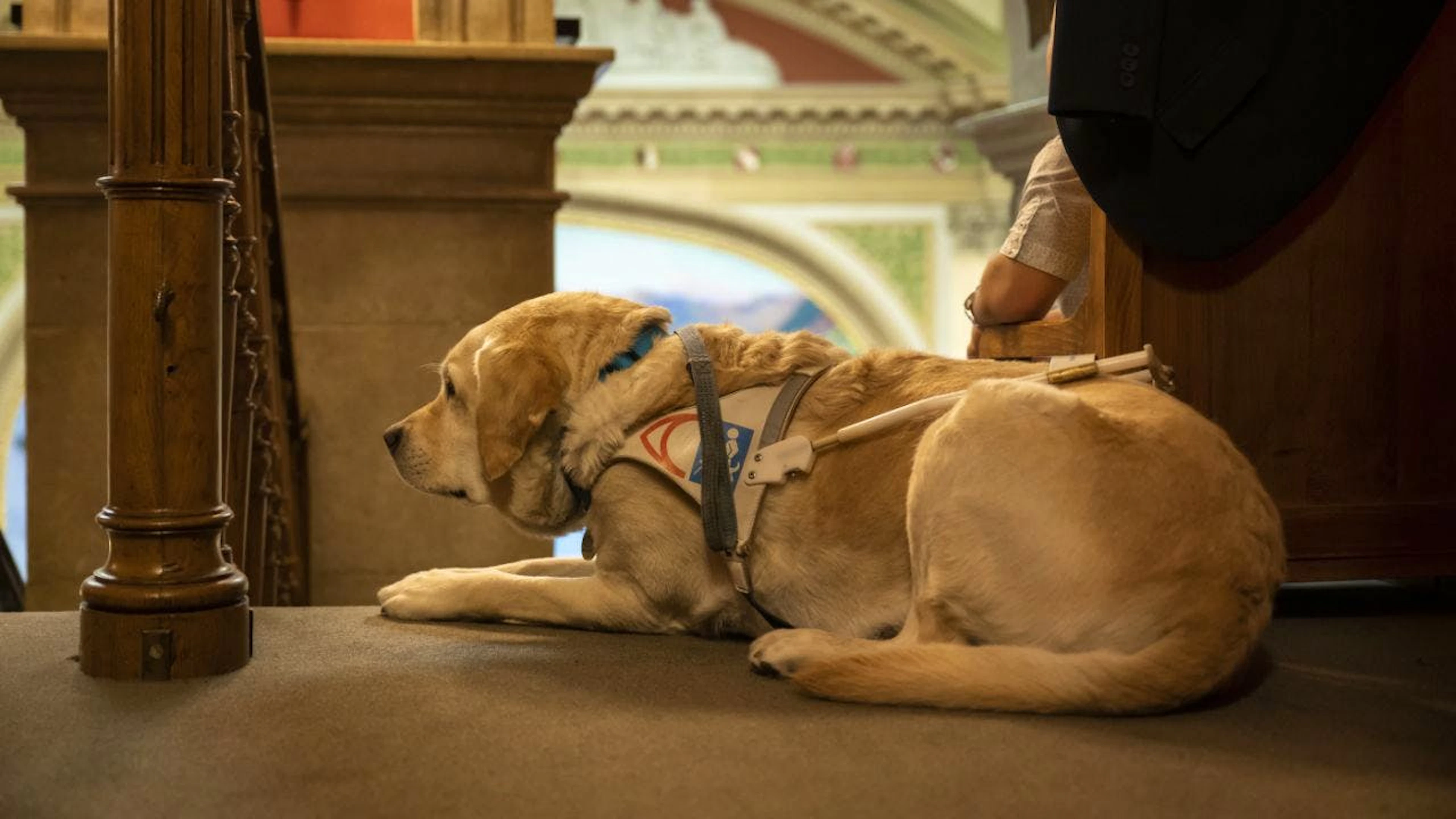 La formation des chiens d'assistance est en bonne voie d'être réglementée au niveau fédéral (archives).