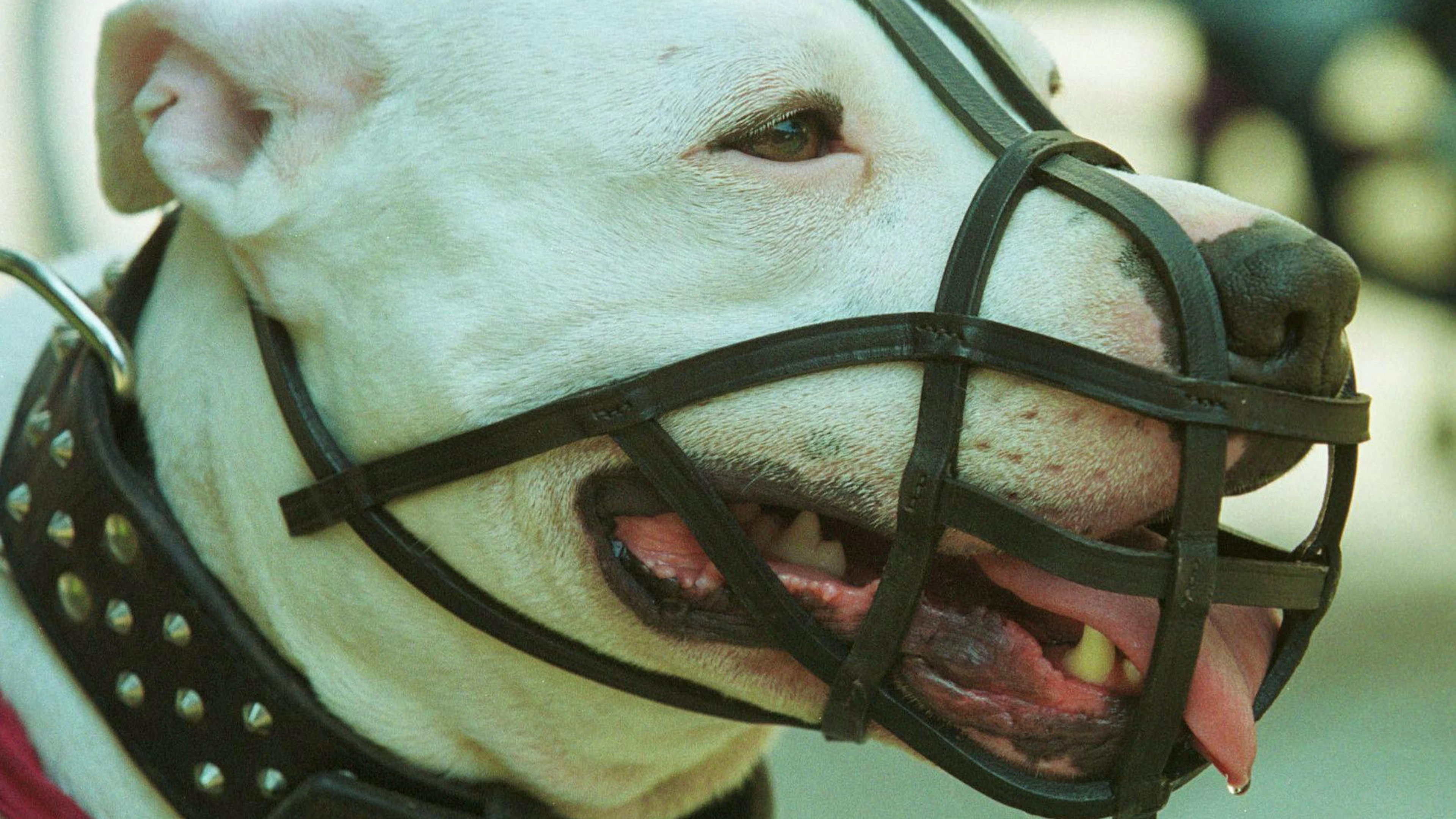 Un Dogo Argentino in un'immagine illustrativa d'archivio.