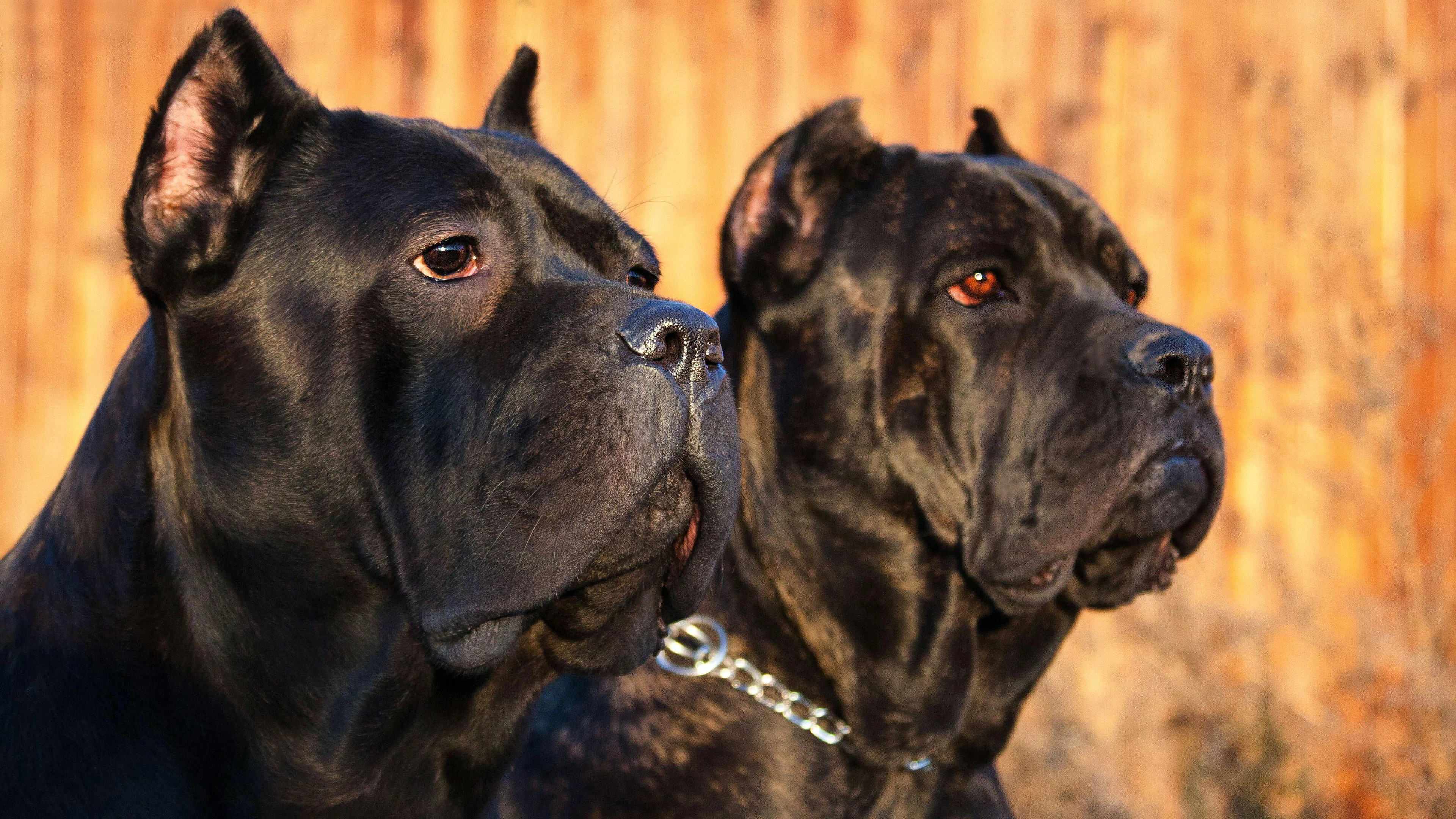 Les chiens, de race «cane corso», appartiennent aux voisins des parents de l'enfant. (image d'illustration)