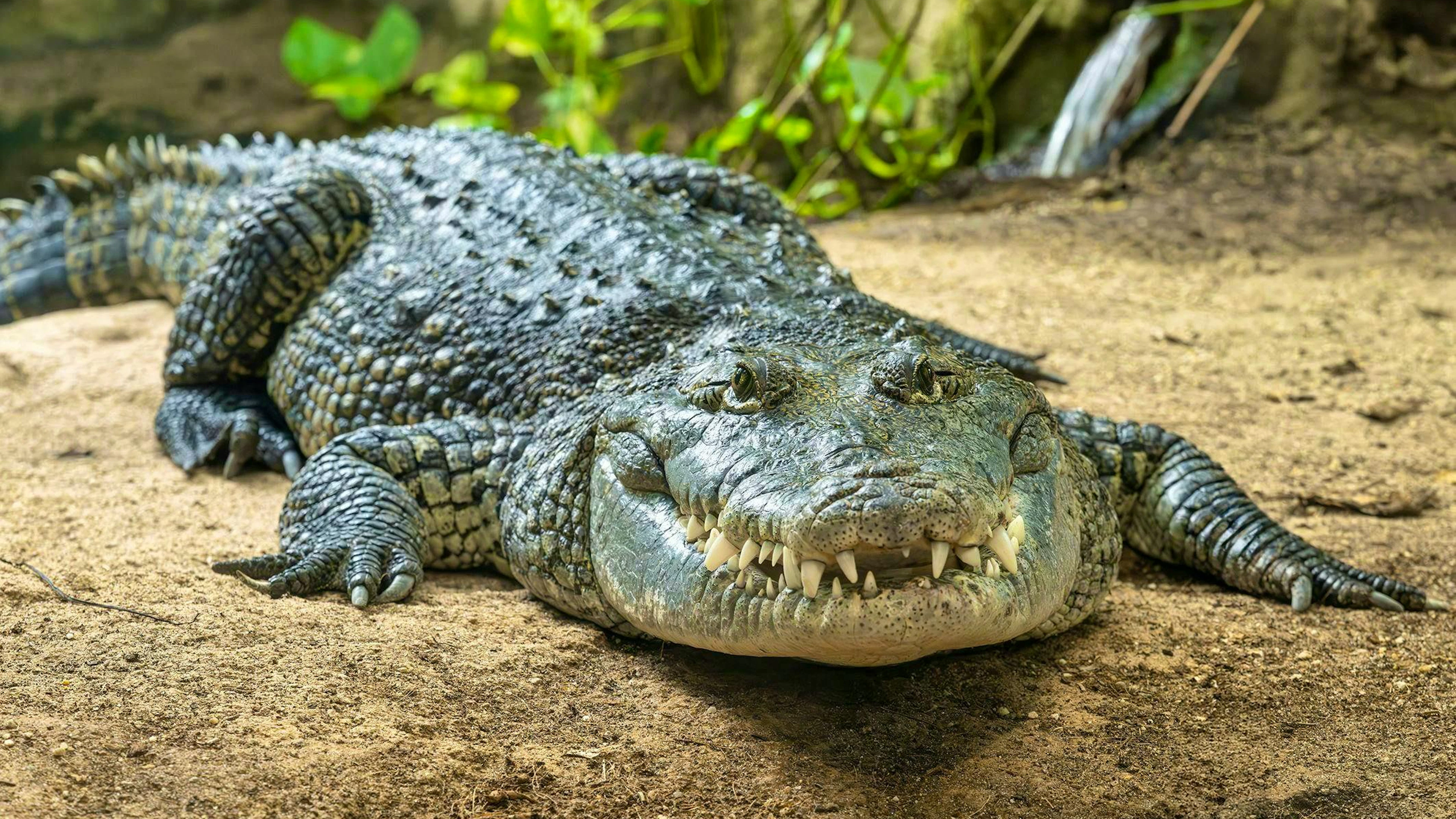 The crocodile (front) that was kept as a pet in an allotment garden in Vienna now lives in Schönbrunn Zoo and has found a companion there.