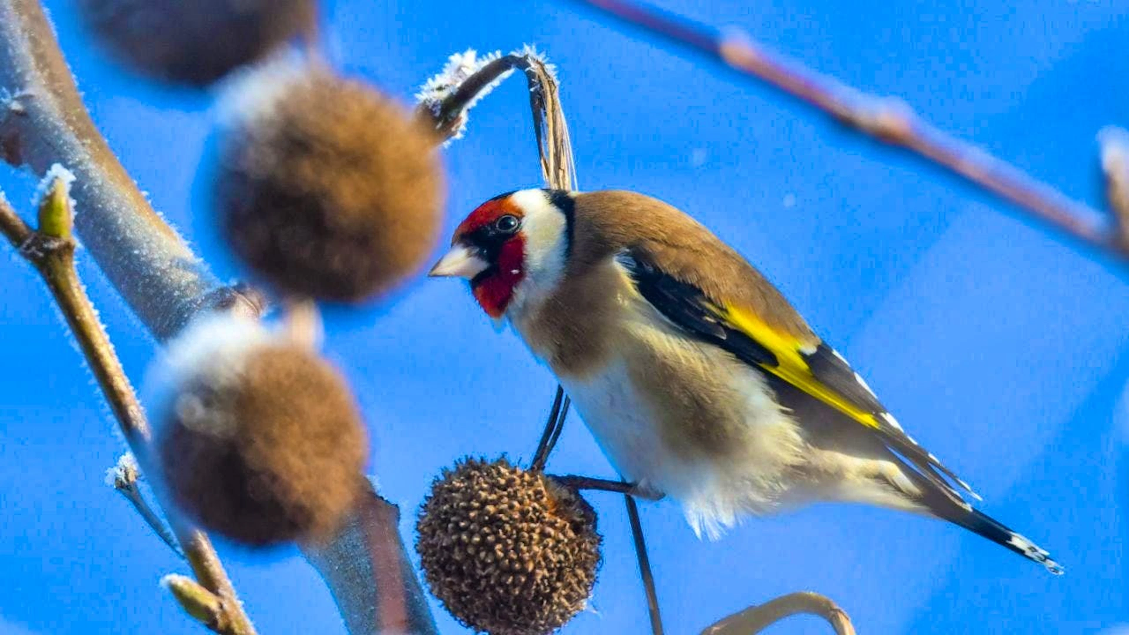 As part of the "Garden Bird Hour", Birdlife Switzerland is once again inviting people to count birds. (symbolic picture)
