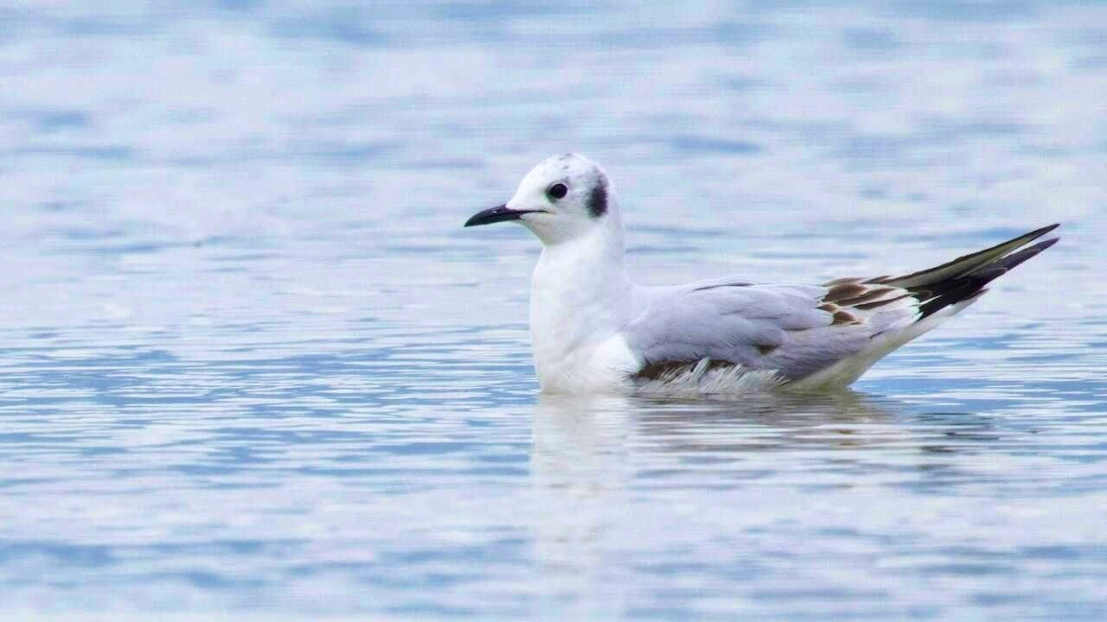 The Bonaparte's gull was first discovered in Switzerland by birdwatcher Sebastian Poirier.