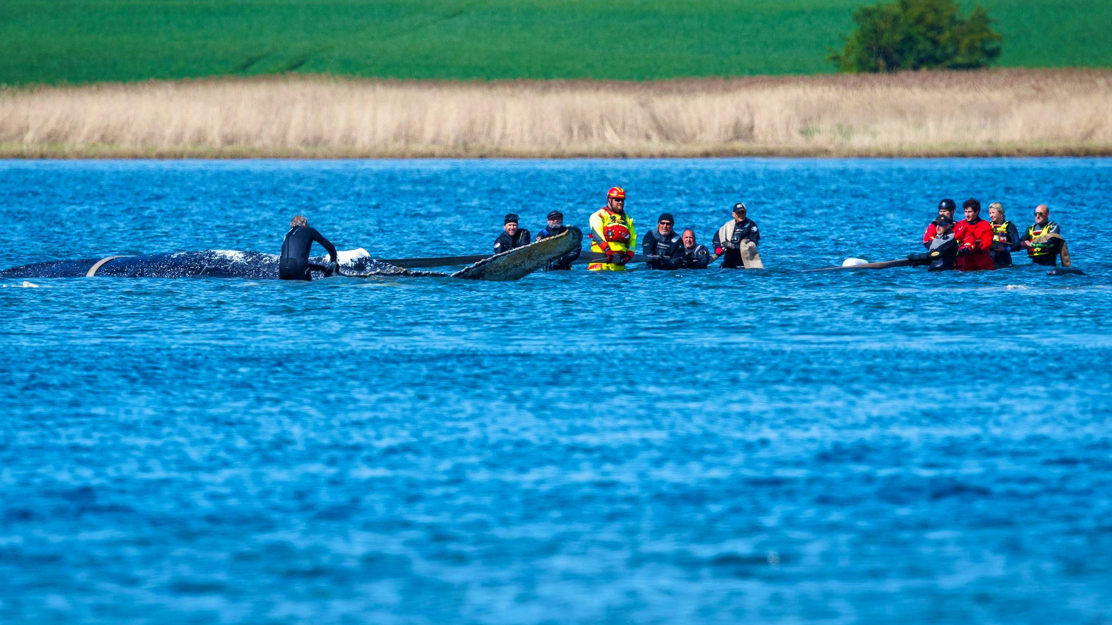 «Ans Würdelose grenzendes Gezerre» nennt Greenpeace-Experte Thilo Maack das Geschehen am Wal.