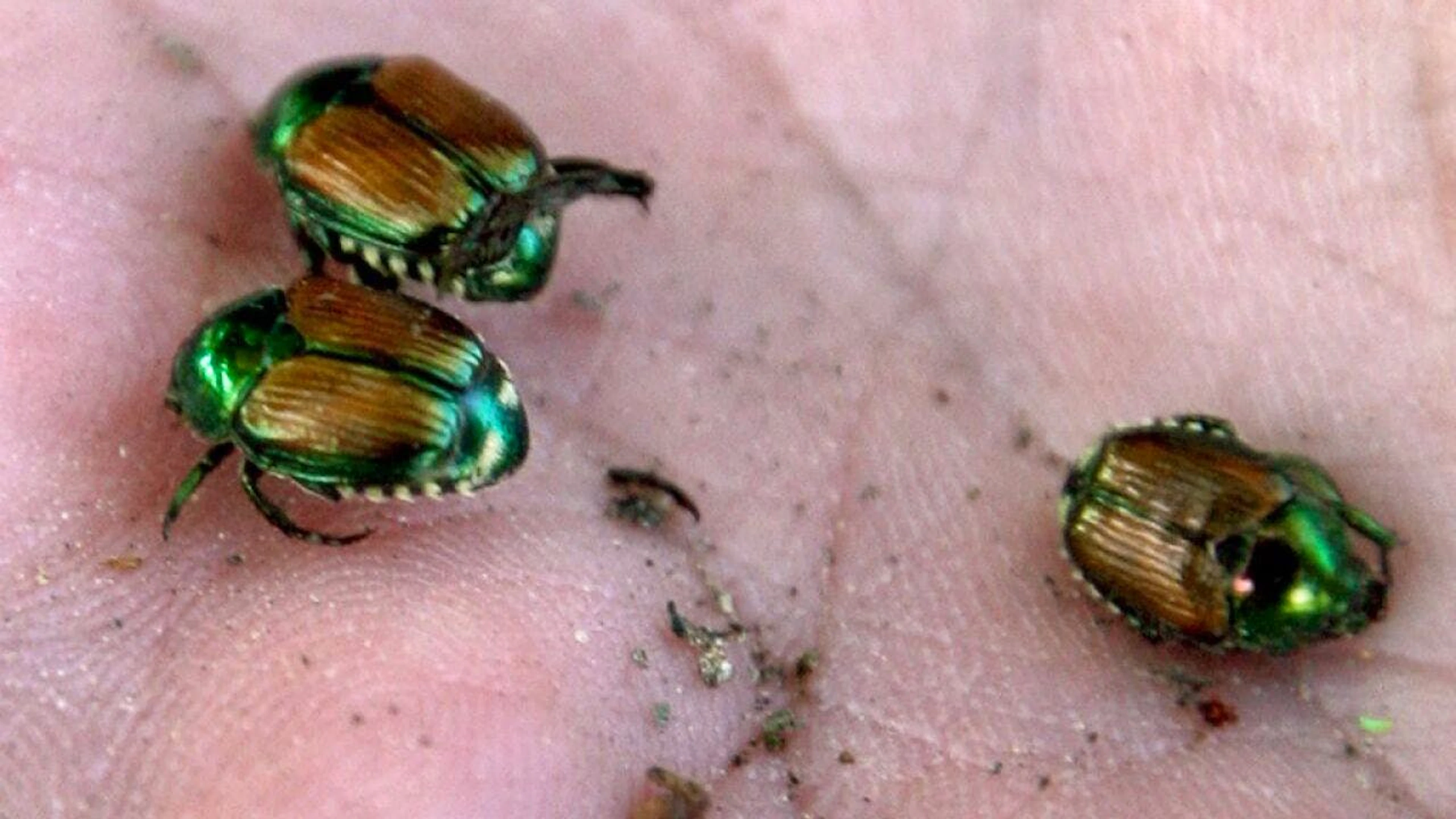 Malgrado la somiglianza con specie autoctone, l'adulto del coleottero giapponese è facilmente riconoscibile grazie alla presenza di cinque ciuffi di peli bianchi ai lati dell'addome. (Immagine d'archivio)