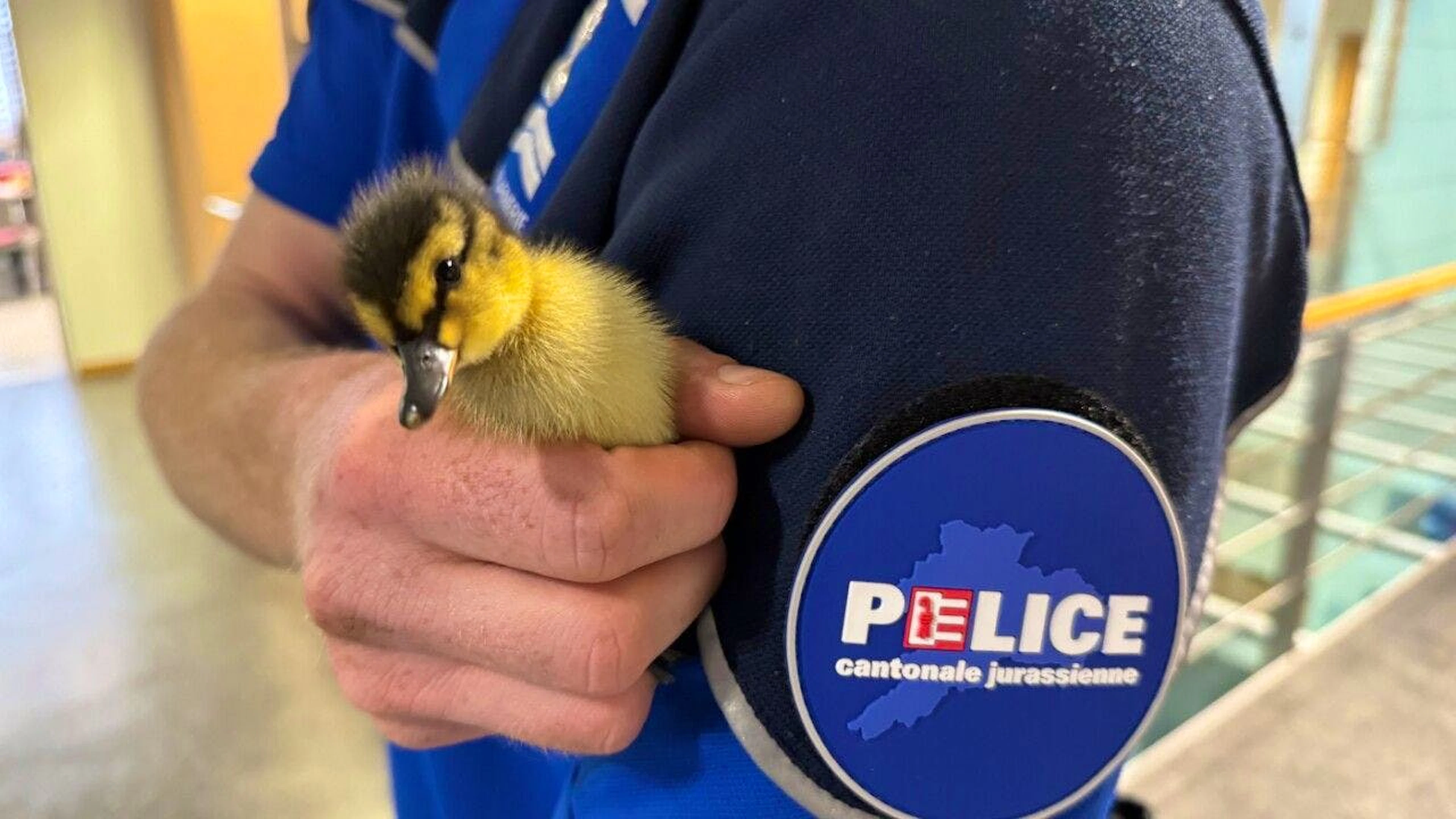 Canetons égarés sur l'A16 sauvés par la police cantonale jurassienne.