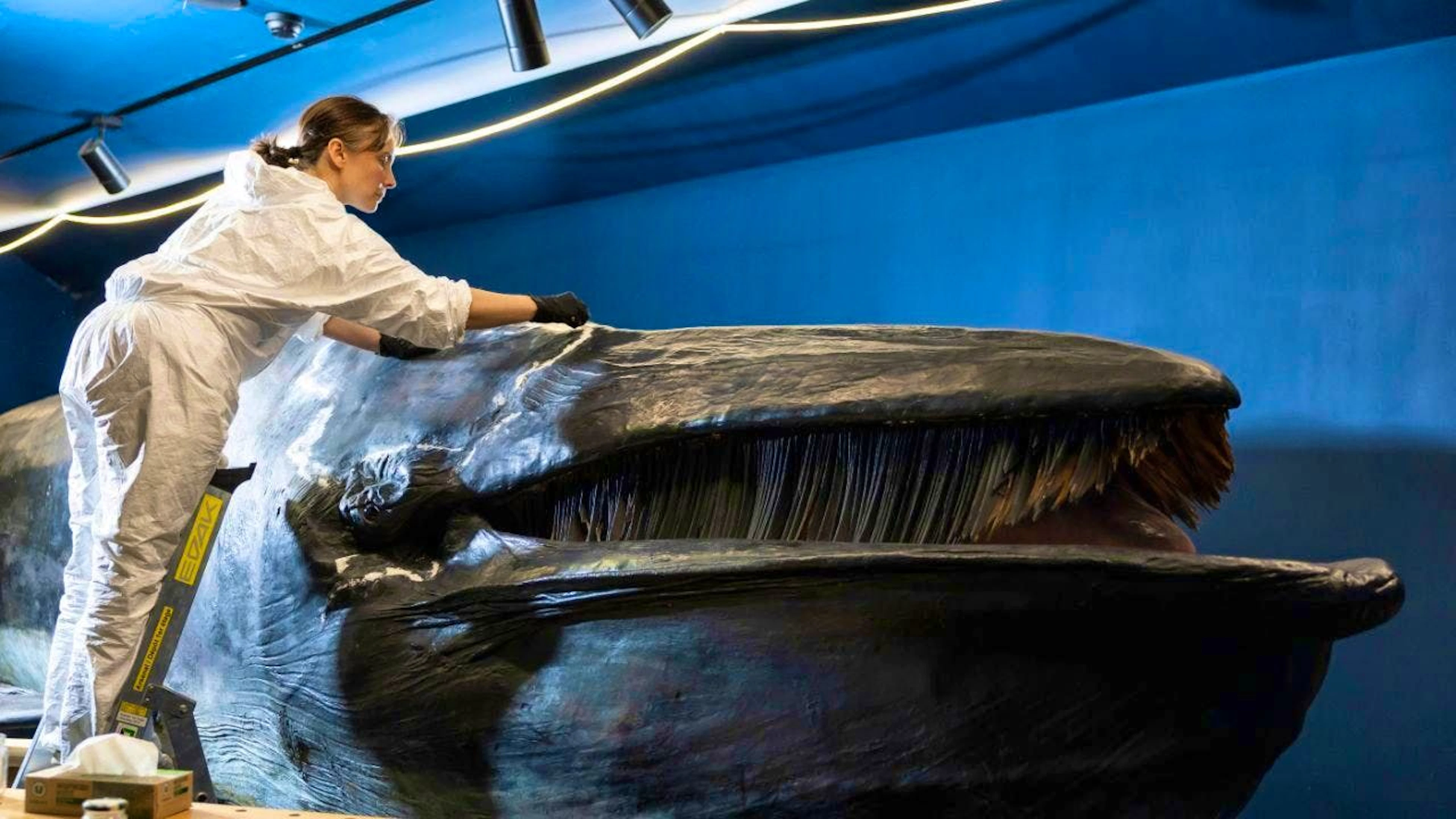 Before it moves, the whale at the Natural History Museum in Freiburg is being refurbished.