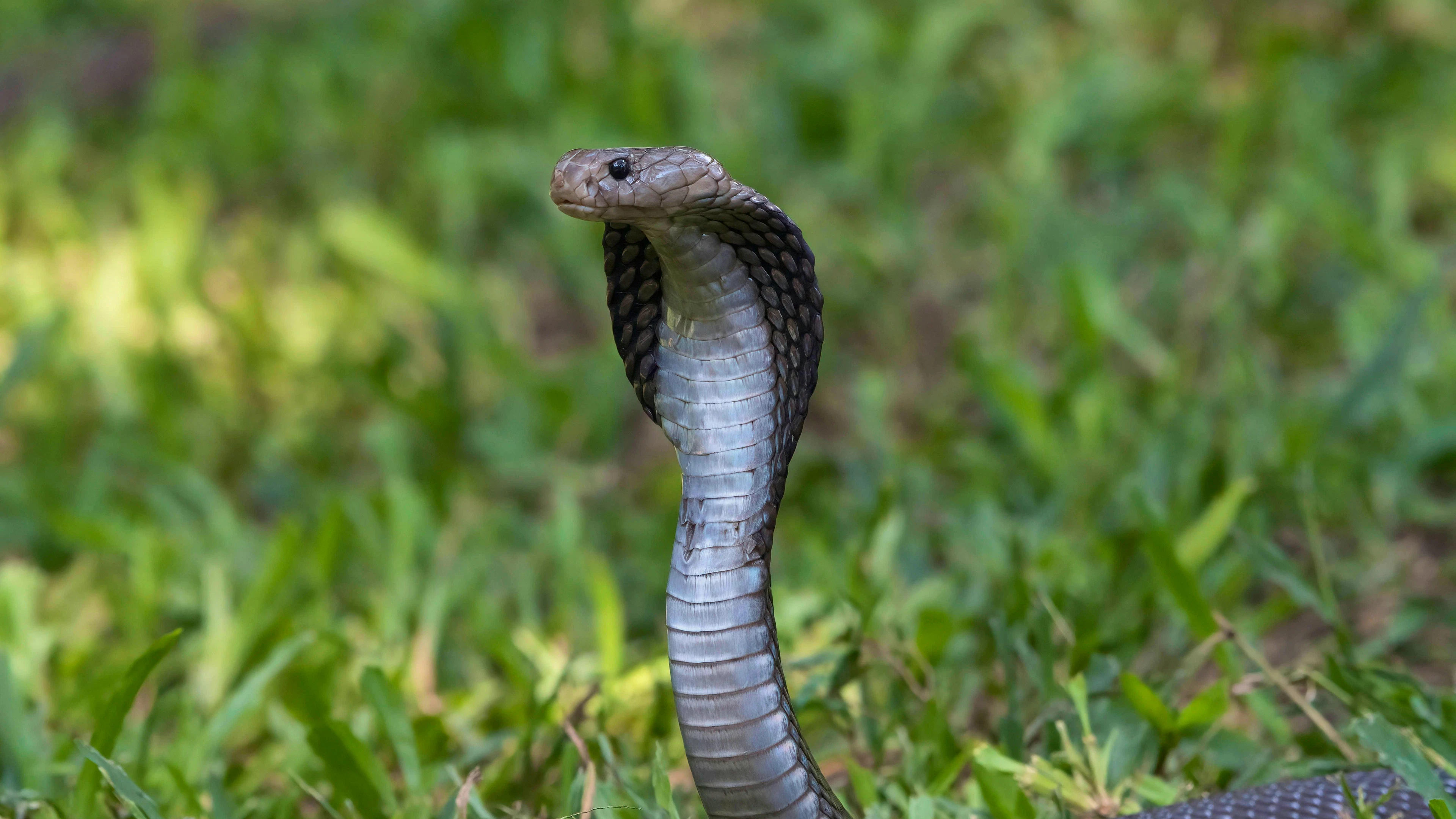 Le long de l'Hers, la rivière qui traverse Castelginest, pompiers et employés municipaux participent au dispositif de recherches, avec l'aide d'un drone, dans la zone où le reptile a été photographié, non loin du collège. (image d'illustration)