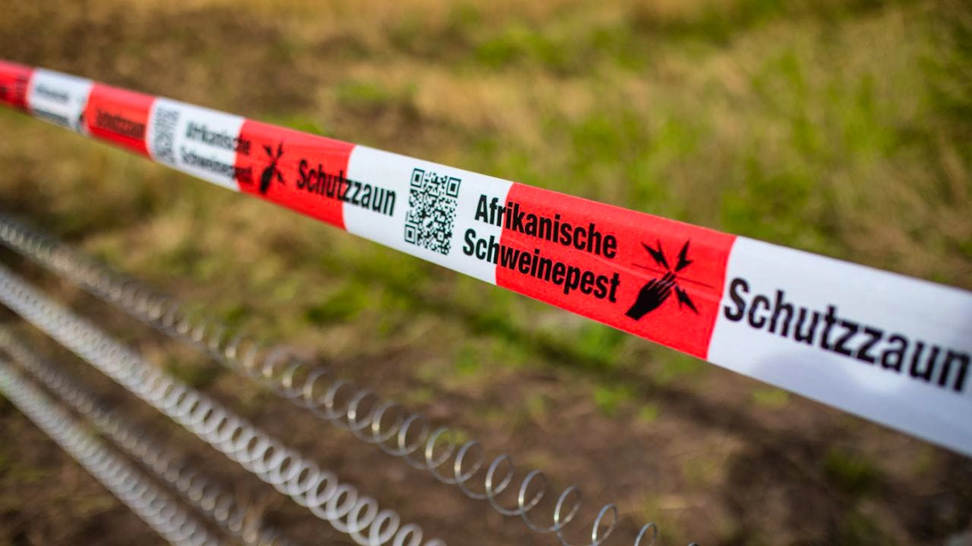 Europaweit nehmen die Fälle Afrikanischer Schweinepest derzeit zu. (Archivbild)