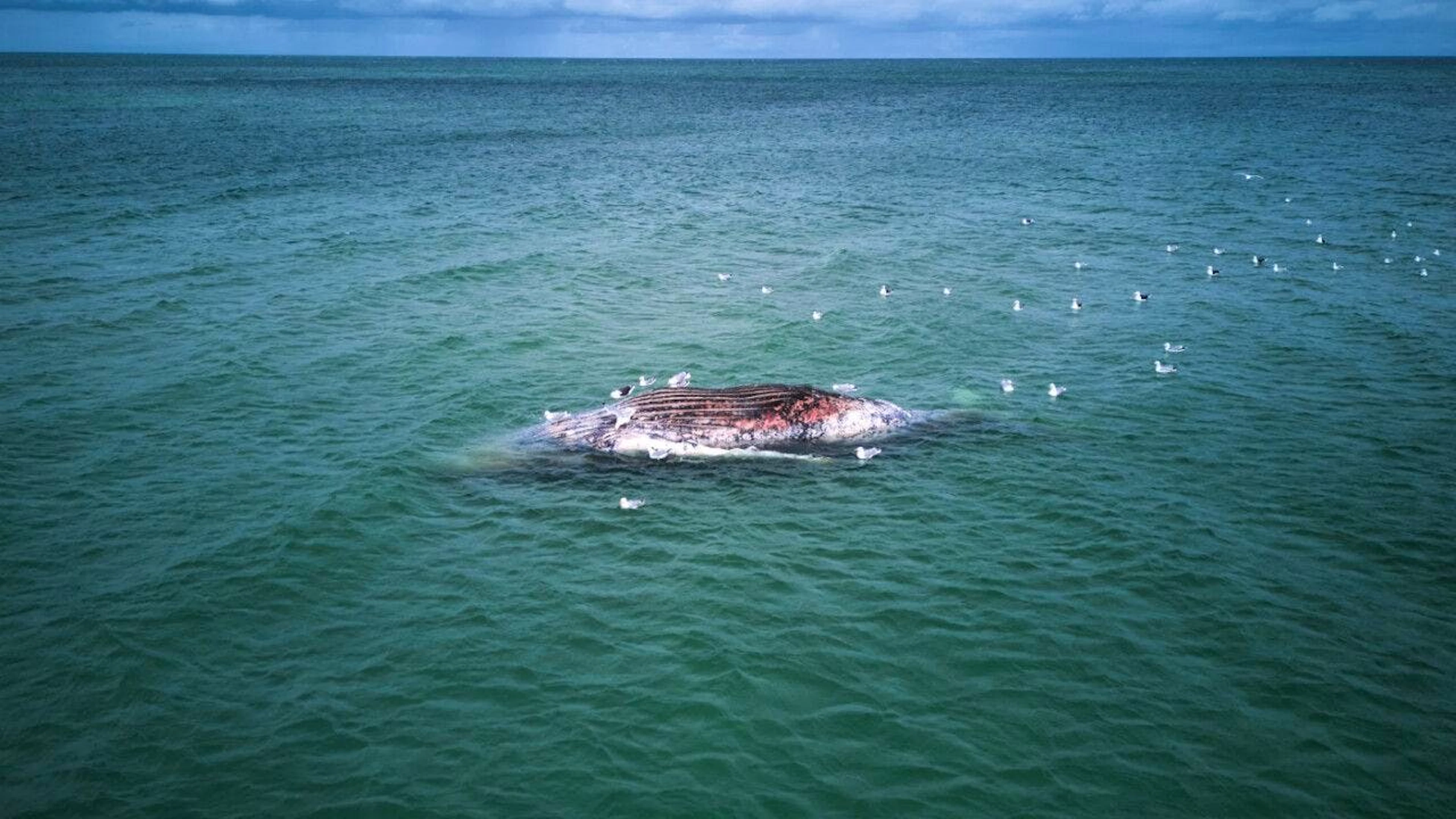 dpatopbilder – Ein toter Wal liegt vor der dänischen Insel Anholt. Foto: Marcus Golejewski/dpa